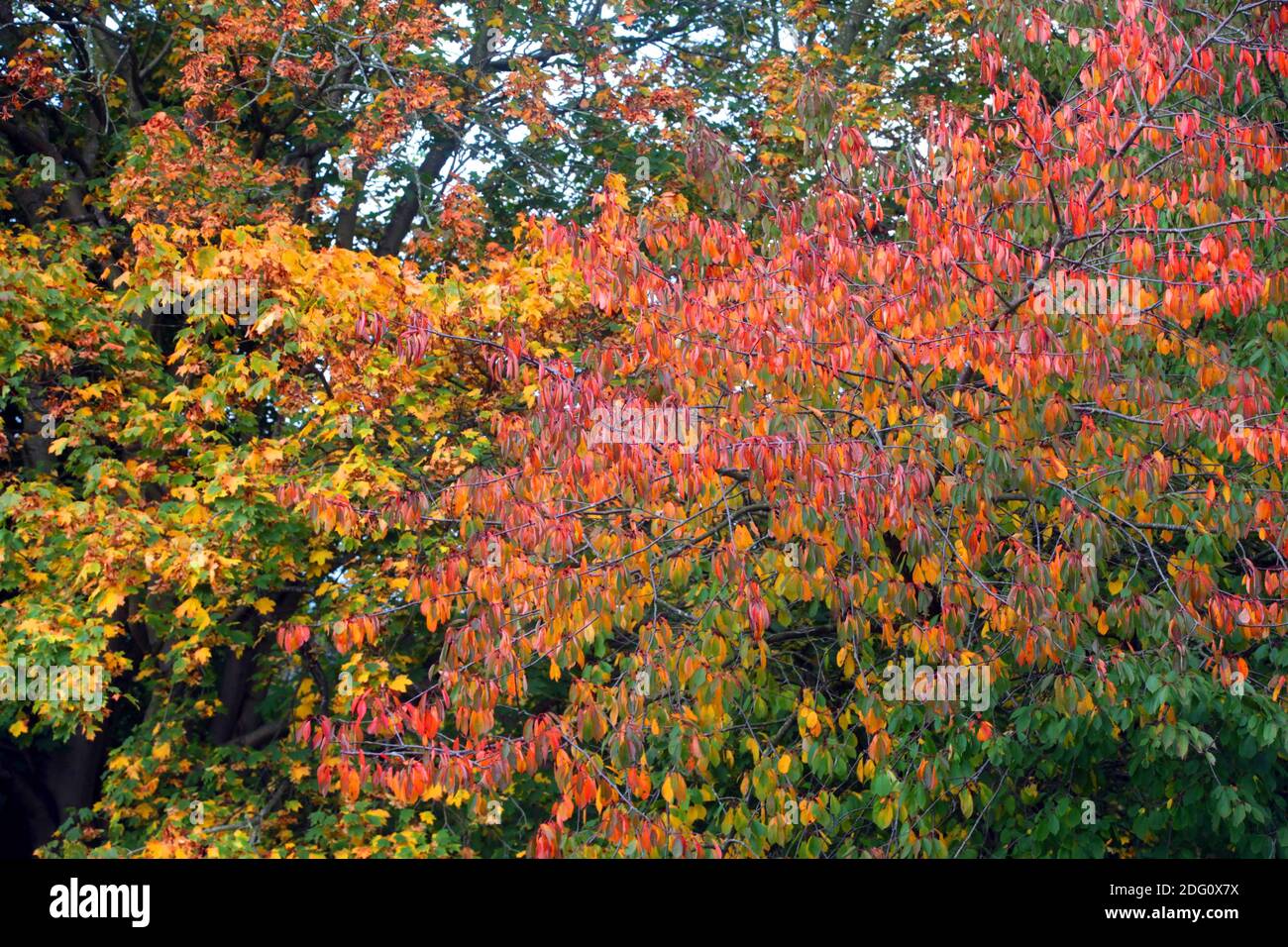 Couleurs d'automne dans la vallée de Tyne, Newcastle, vendredi 18 octobre 2019. Banque D'Images