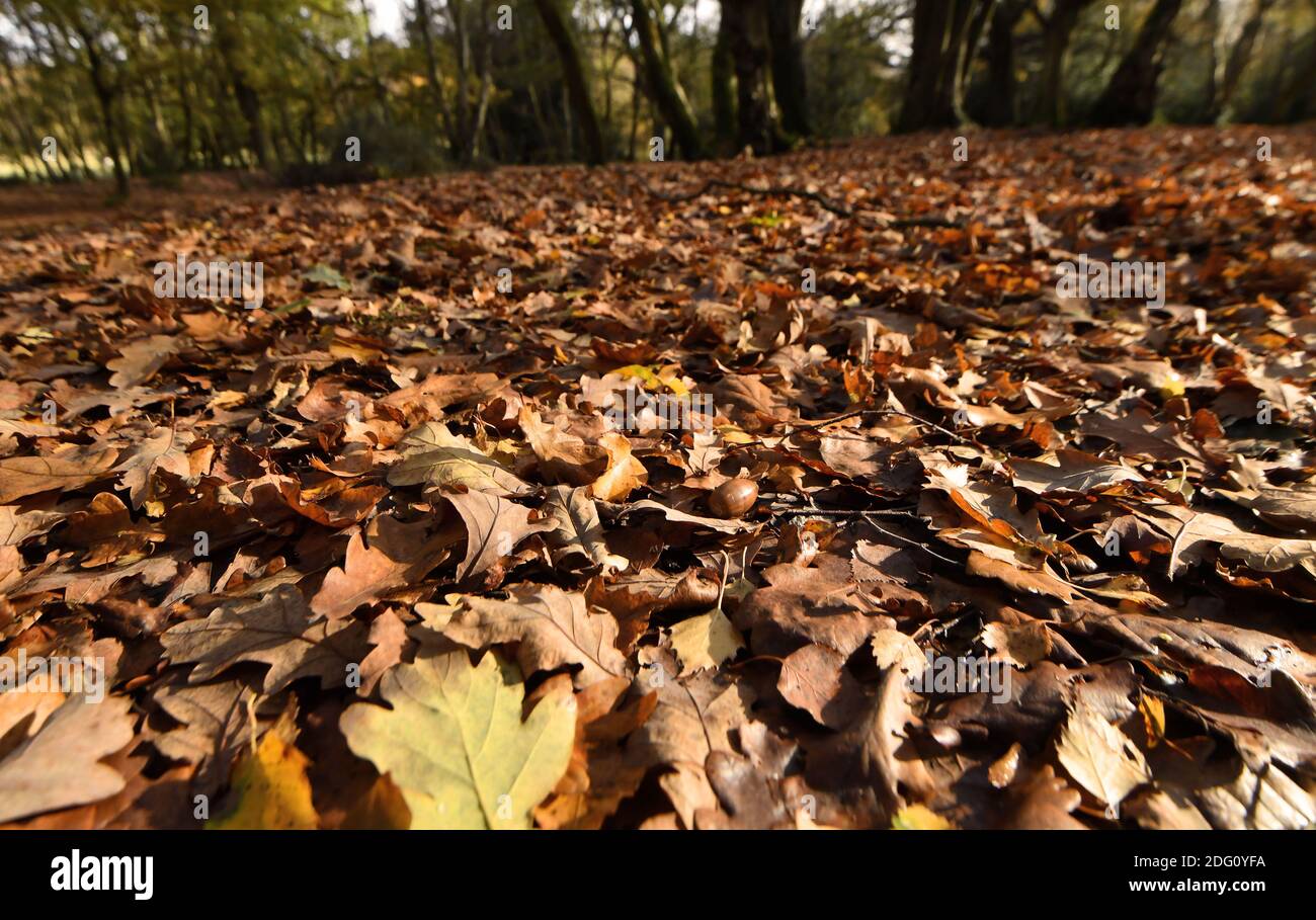 Sur la photo, les marcheurs profitent du soleil de la fin de l'automne à Sutton Park, Sutton Coldfield, Birmingham, jeudi 12 novembre 2020. Beaucoup de gens prennent l'occasion d'utiliser les espaces publics pendant le mois de long verrouillage pour une deuxième fois. Banque D'Images