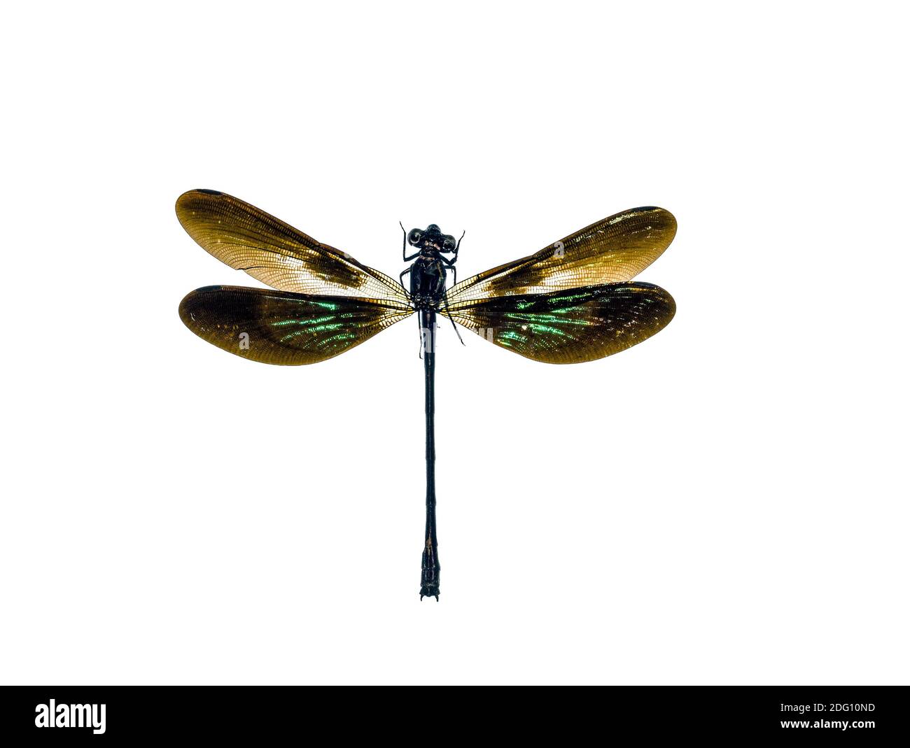 Euphaea variegata Banque D'Images