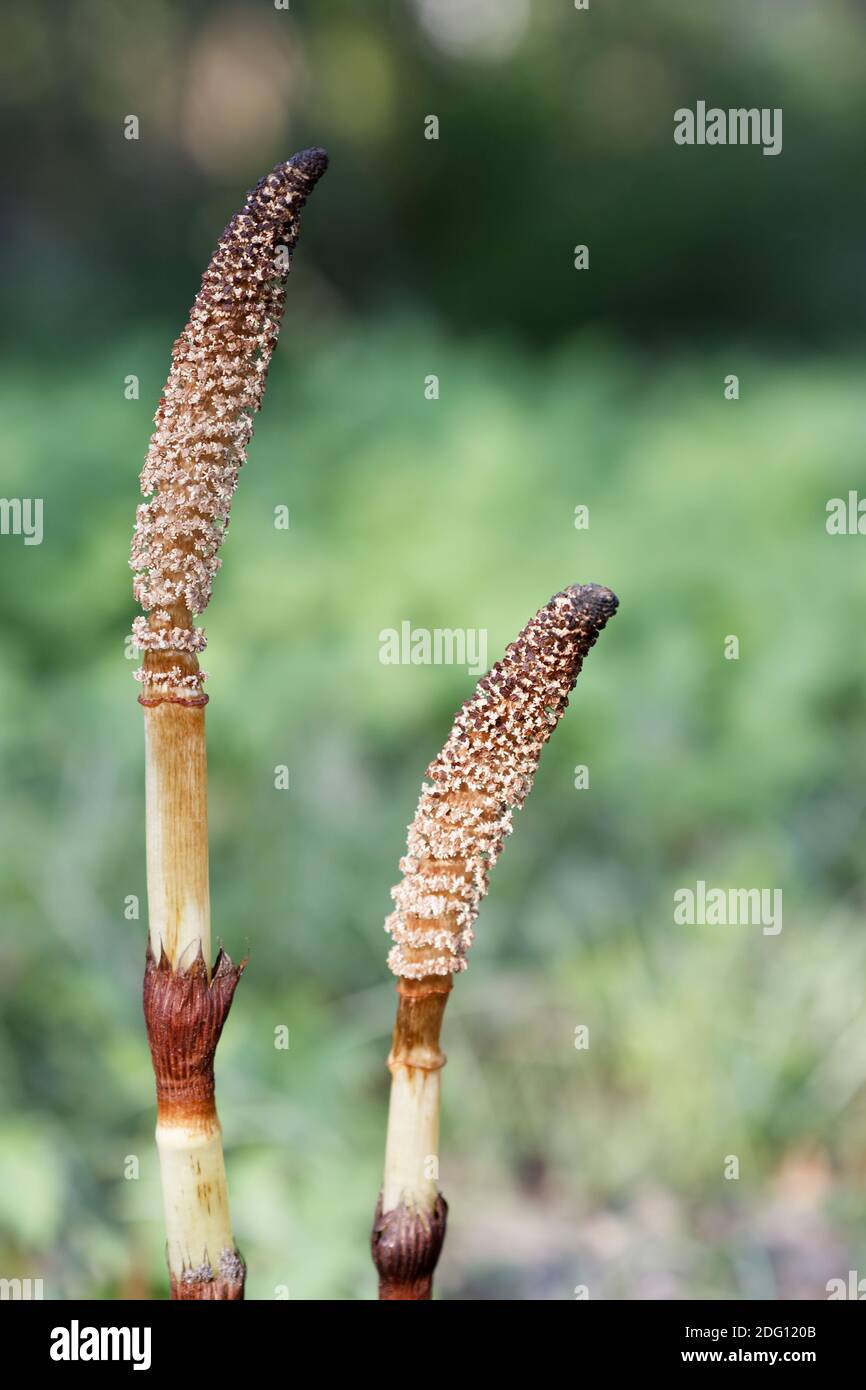 Equisetum telmateia - Grand Horsetail Banque D'Images