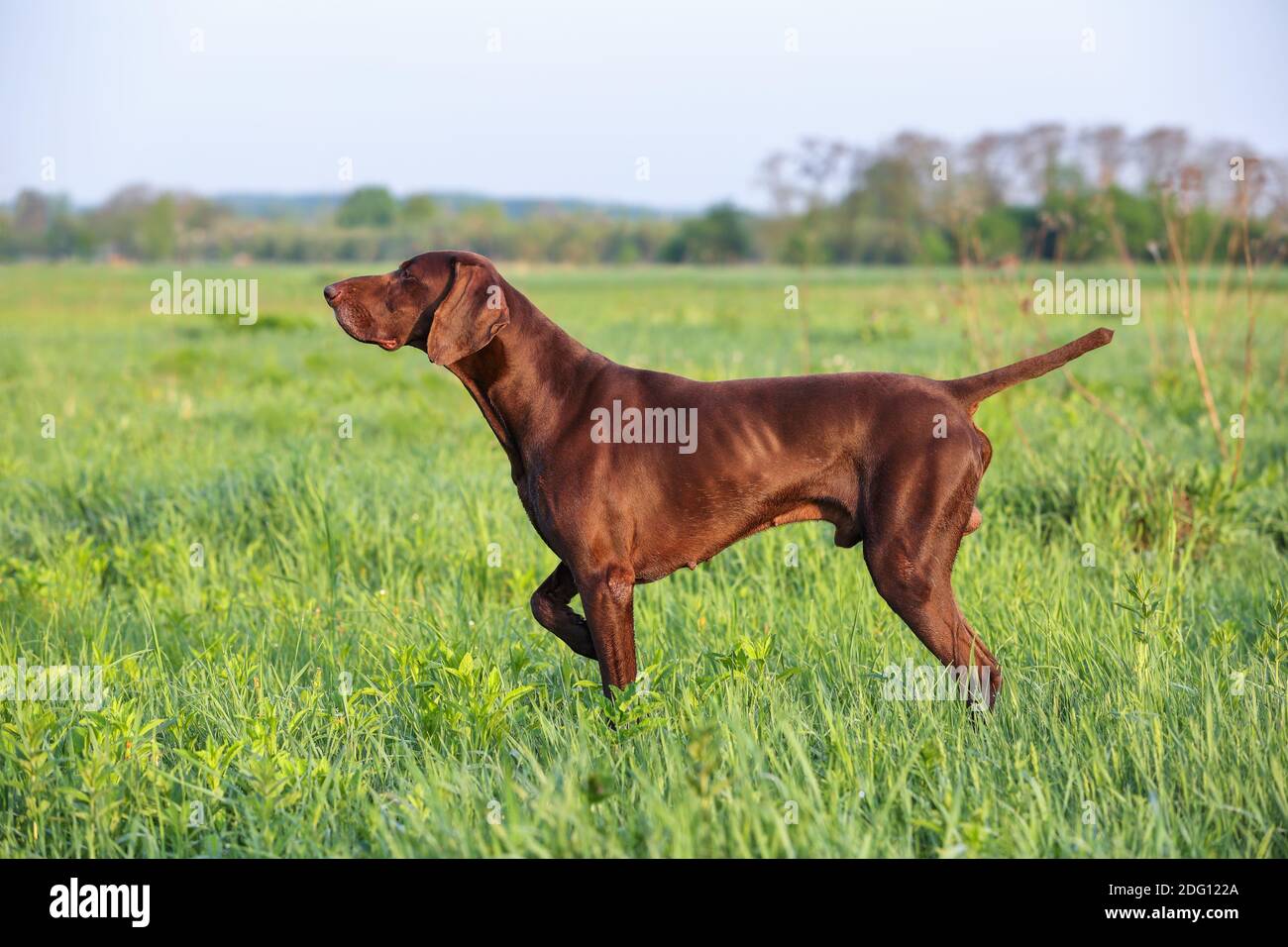 Brown German Shorthaéred pointeur. Un chien de chasse musclé est debout dans un point dans le champ au milieu de l'herbe verte. Une journée ensoleillée au printemps. Banque D'Images