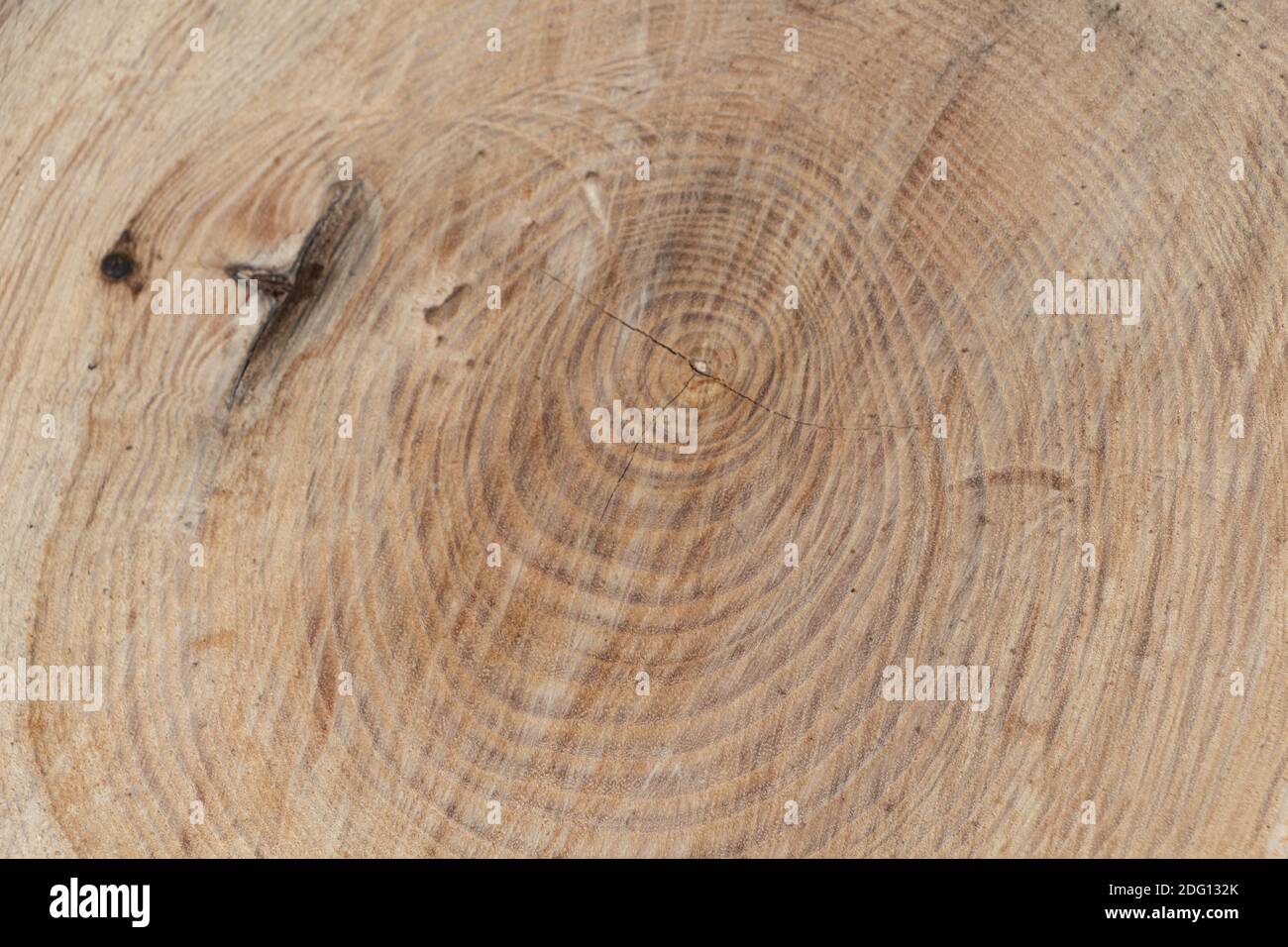 L'arbre sonne sur la section de son tronc après la coupe Banque D'Images