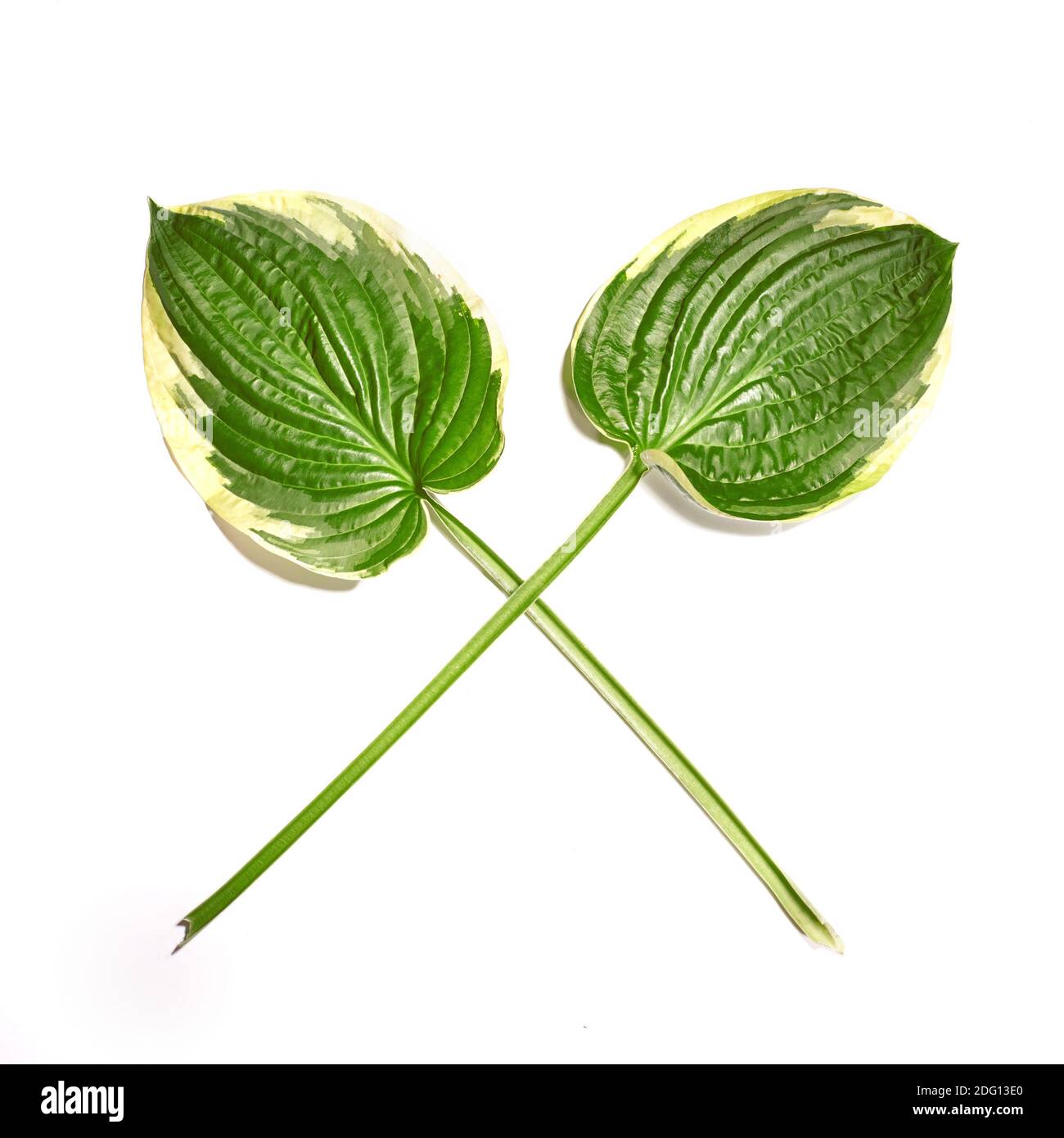 Deux feuilles sont croisées, isolées sur fond blanc. Conservation et faible gaspillage. Nature biologique Simbol. Banque D'Images