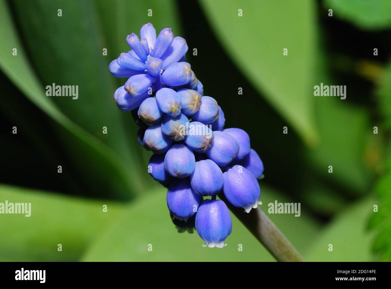 Grande vue sur un bleu de jacinthe de raisin bleu Banque D'Images