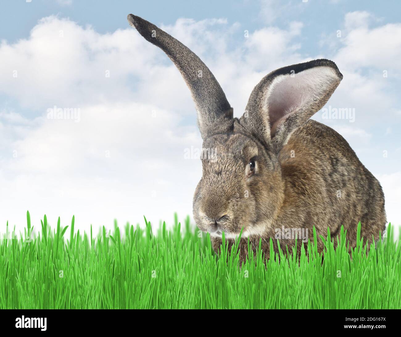 Lapin Banque D'Images