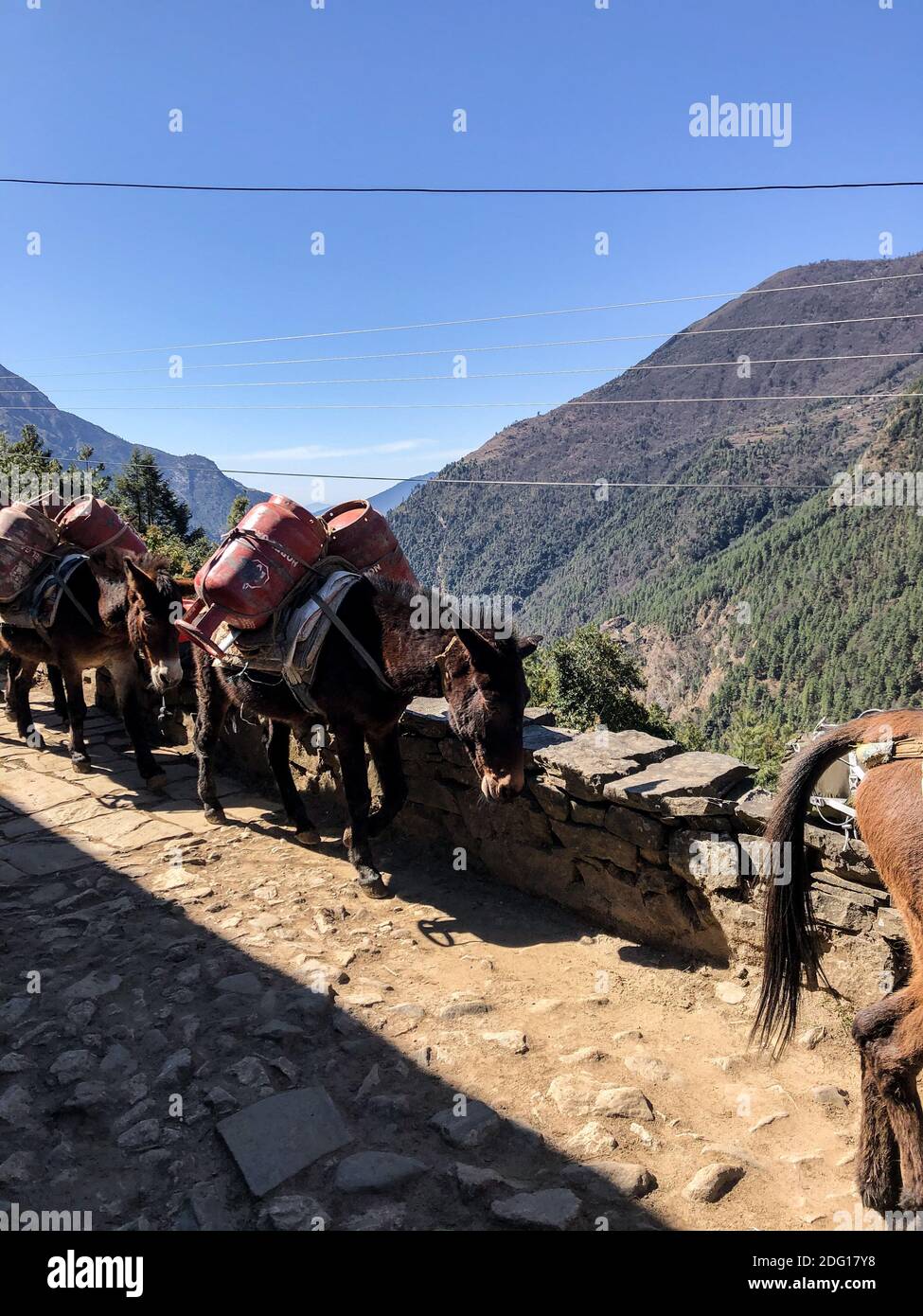 Mules on dans le parc national de Sagarmatha Banque D'Images
