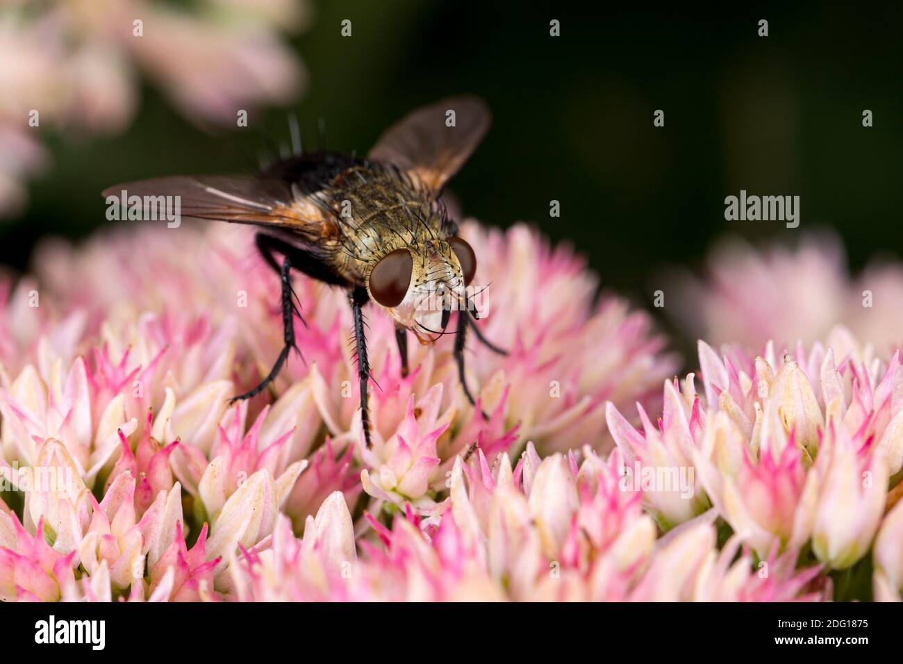 Tachinid Fly sur l'usine de Sedum. Concept de la conservation des insectes et de la faune, de la lutte antiparasitaire naturelle et du jardin de fleurs de cour. Banque D'Images