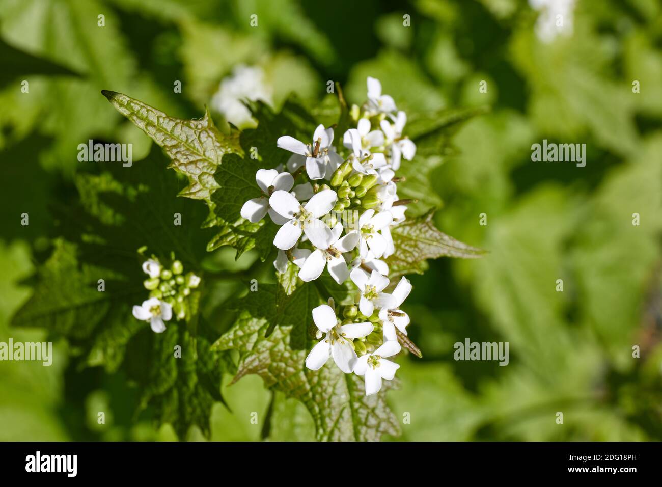 Alliaria petiolata, moutarde à l'ail, avec fleurs Banque D'Images