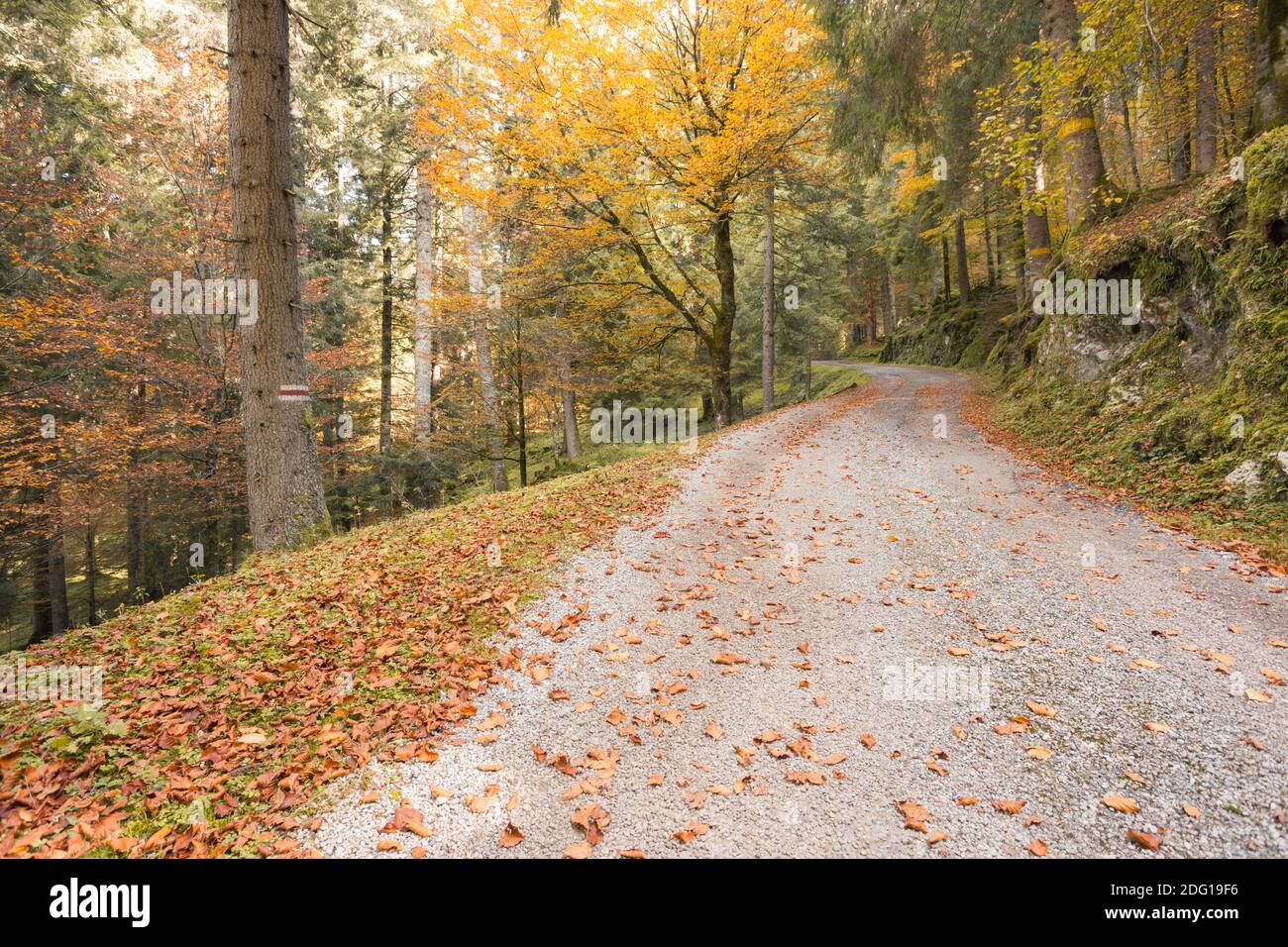 L'intérieur du feuillage d'une forêt à l'automne Italien Banque D'Images