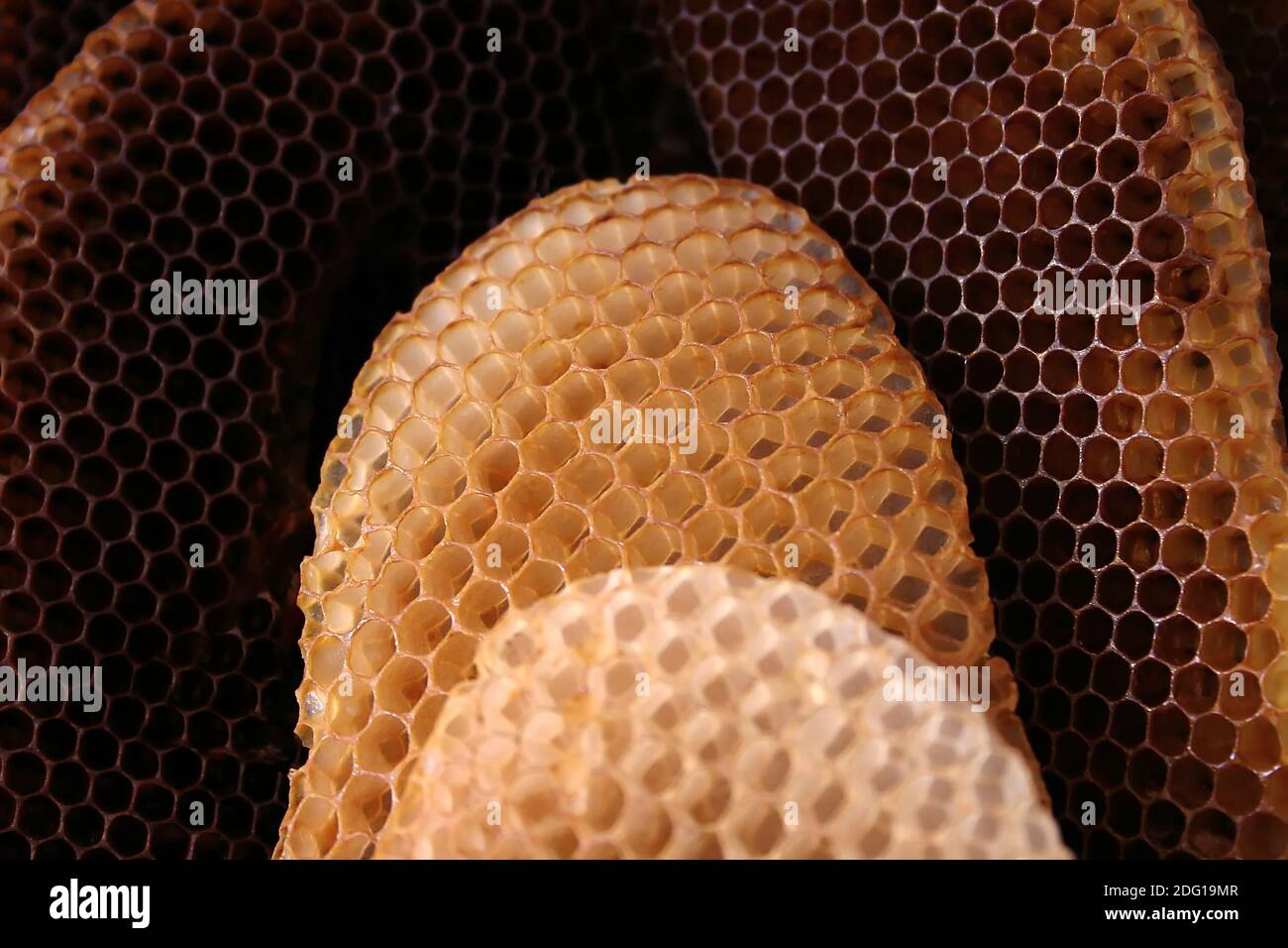 Ruche d’abeilles Banque D'Images
