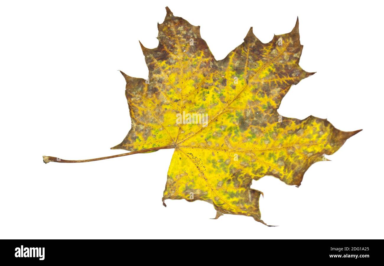 Feuilles d’automne Banque D'Images