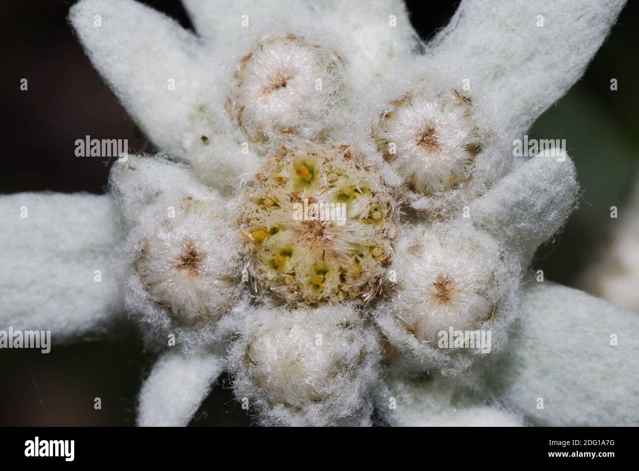 Magnifique blanc frais edelweiss bluete grande vue Banque D'Images