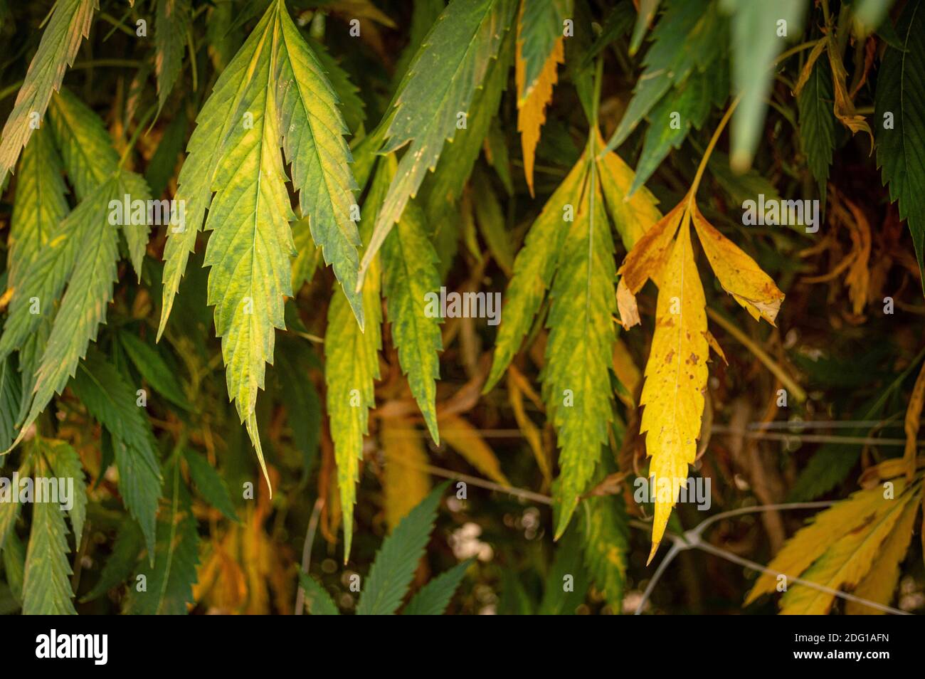 Les feuilles d'une plante malade de marijuana statisme, jaune et mourir. Banque D'Images