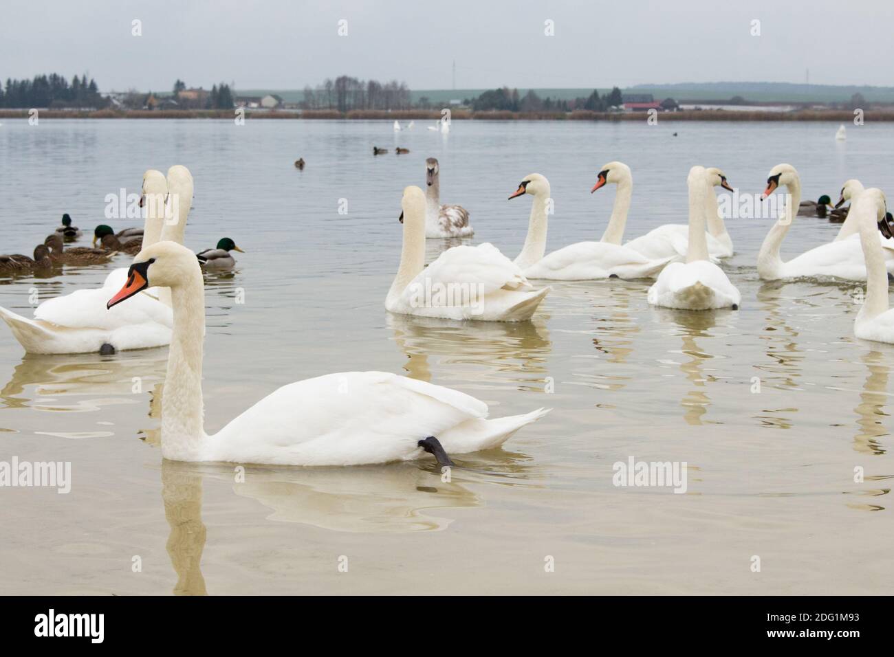 Belle Mute Swan ( Cygnus olor ) Natation dans le lac profond Crystal Clear Banque D'Images