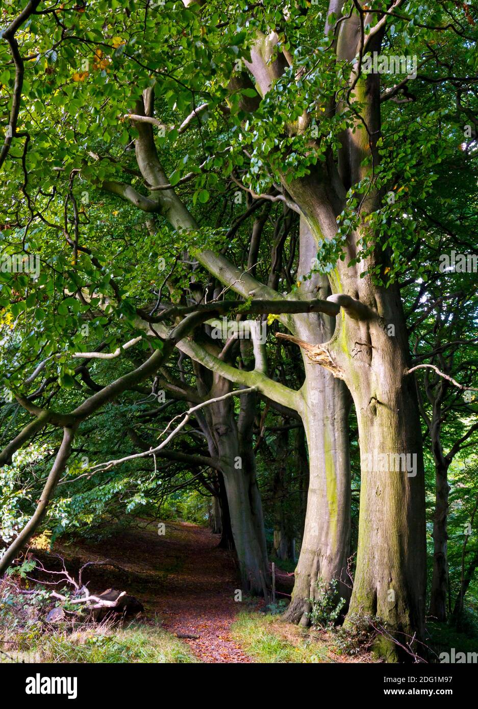 Hêtres poussant près d'un sentier public dans les bois à la fin de l'été. Banque D'Images