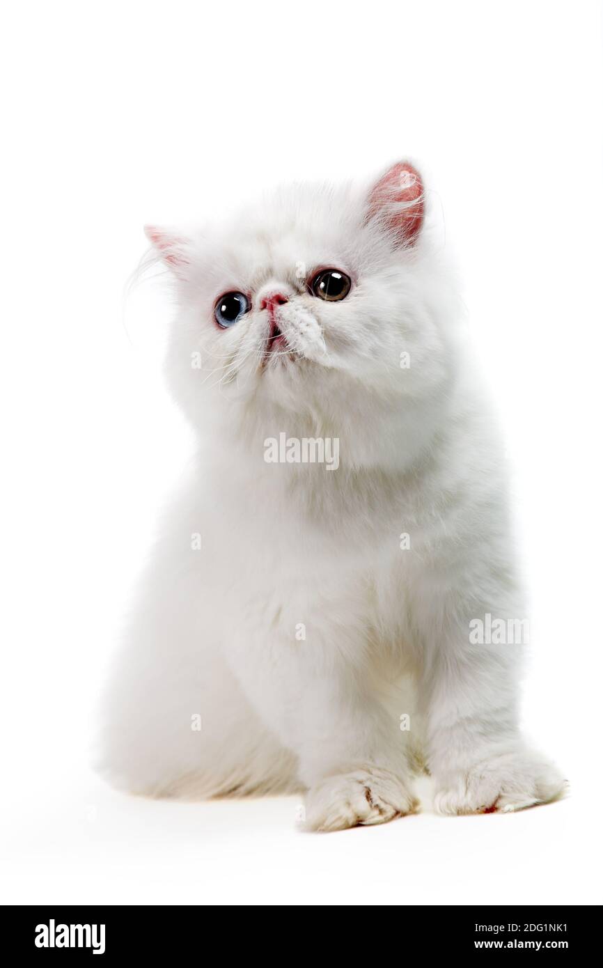 Chat domestique persan blanc aux yeux bleus Banque de photographies et d’images à haute