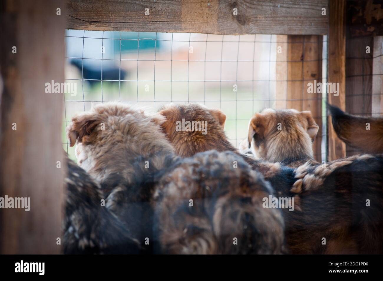 Jeunes chiens secourus dans un abri pour chiens dans une cage en attente leurs nouvelles maisons Banque D'Images