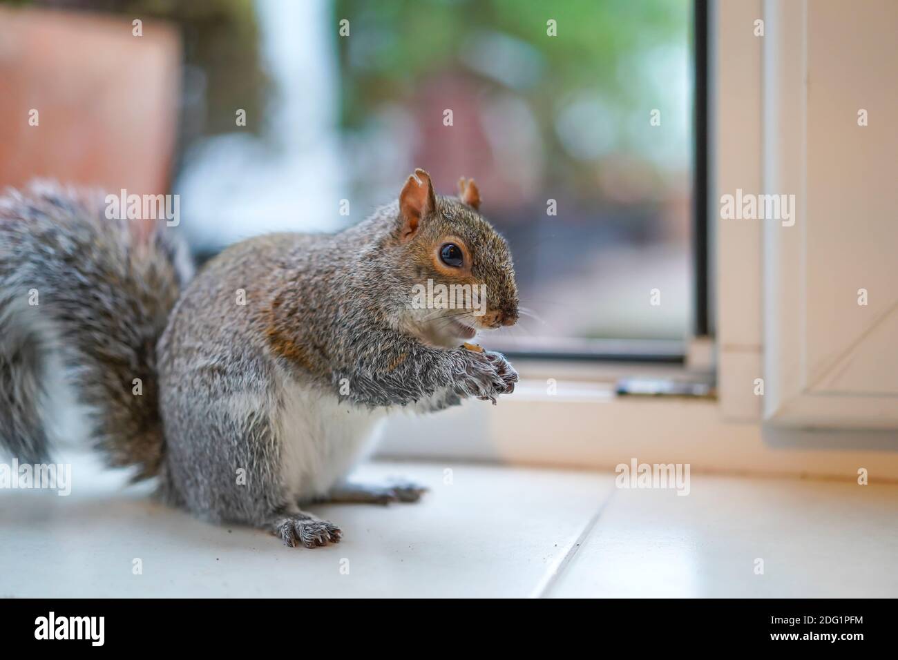 Vue de côté gros plan d'un écureuil gris du Royaume-Uni (Sciurus carolinensis) cheeky, sauvage, mangeant un écrou à l'intérieur d'une porte de maison. Banque D'Images