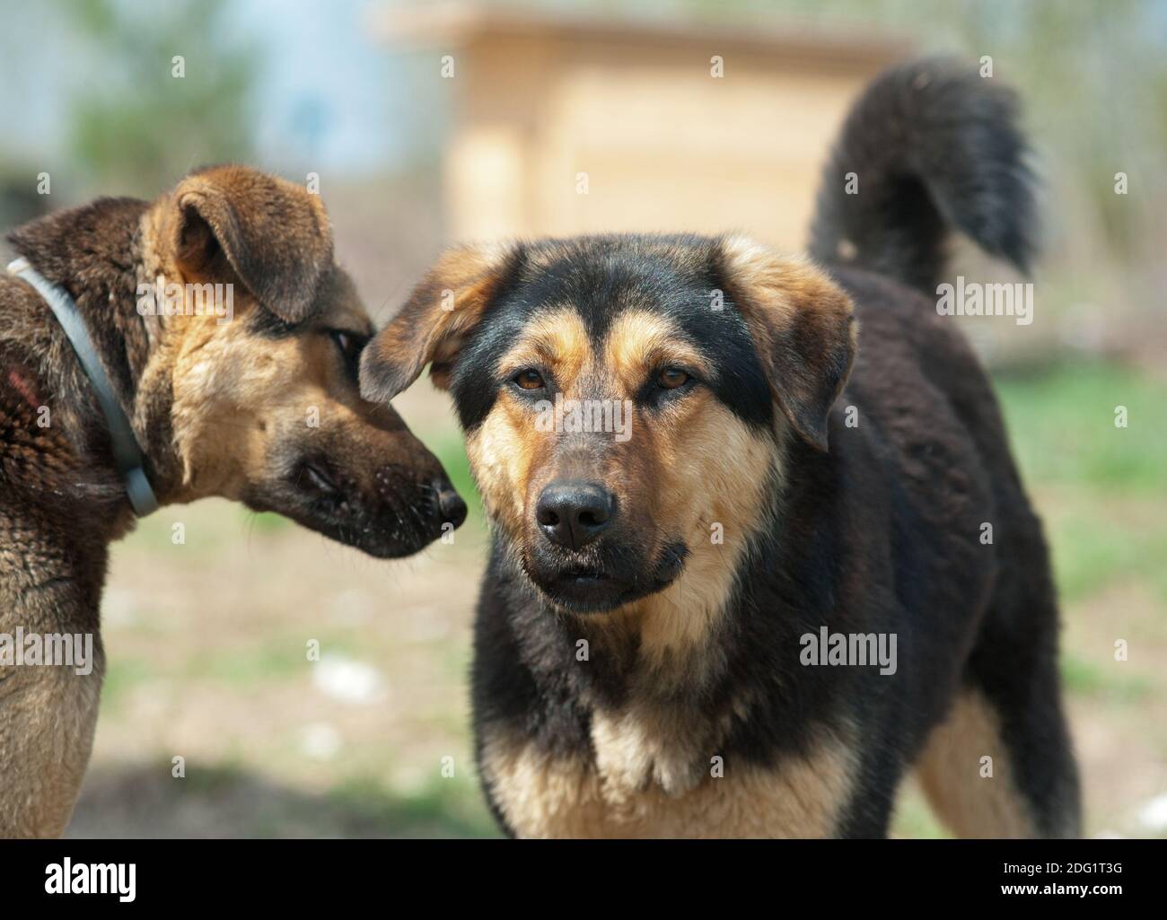 Deux chiens sauvages dans un abri communiquant Banque D'Images