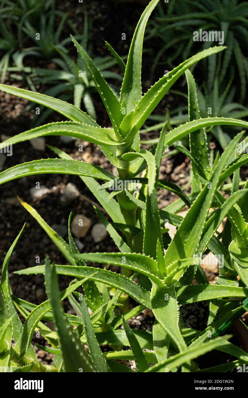 Plante aloe sp., famille: Asphodelaceae (Xanthorrhoeaceae), région: Afrique Banque D'Images