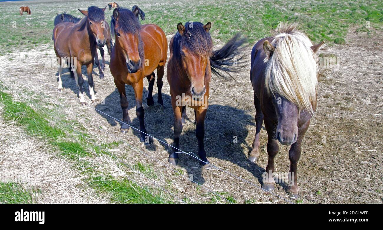 Chevaux Islandais Banque D'Images