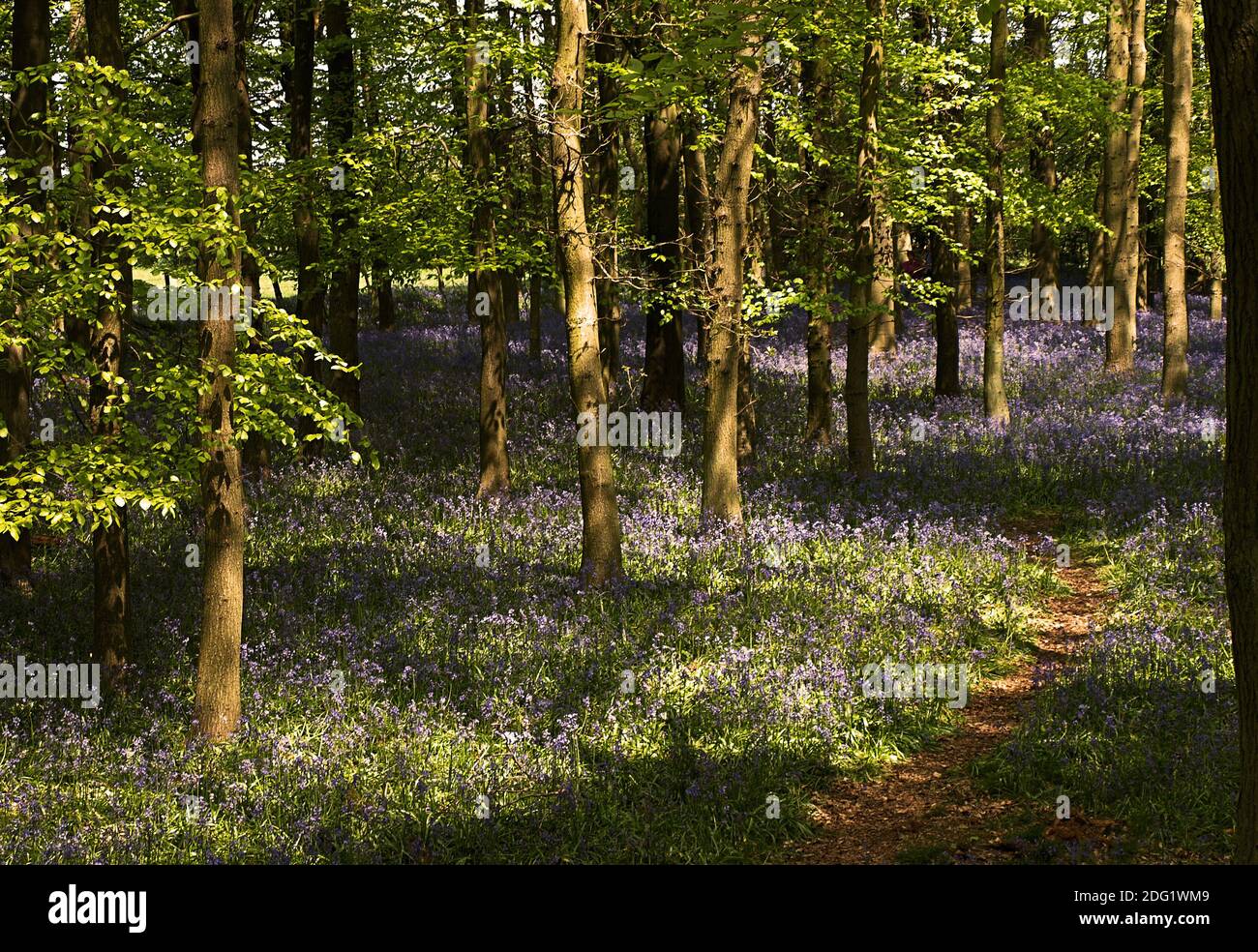 La beauté des fleurs sauvages au printemps en Angleterre Banque D'Images