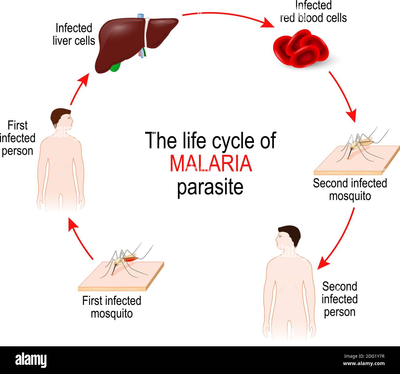 Cycle de vie d'un parasite du paludisme (du premier moustique infecté à la seconde personne infectée). Le paludisme est une maladie causée par un parasite Plasmodium Illustration de Vecteur