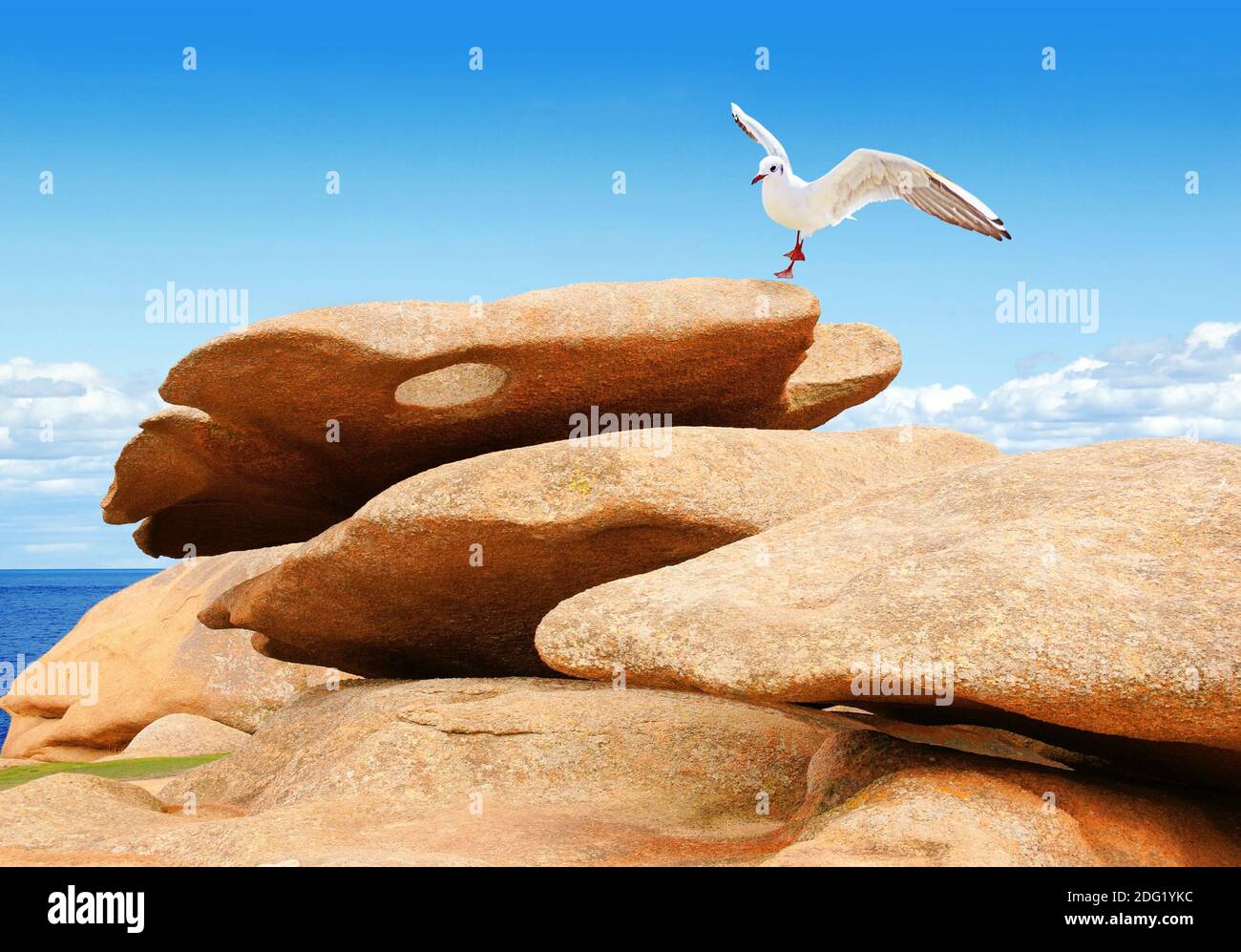 Gull sur un rocher de granit rose en Bretagne, France. Banque D'Images