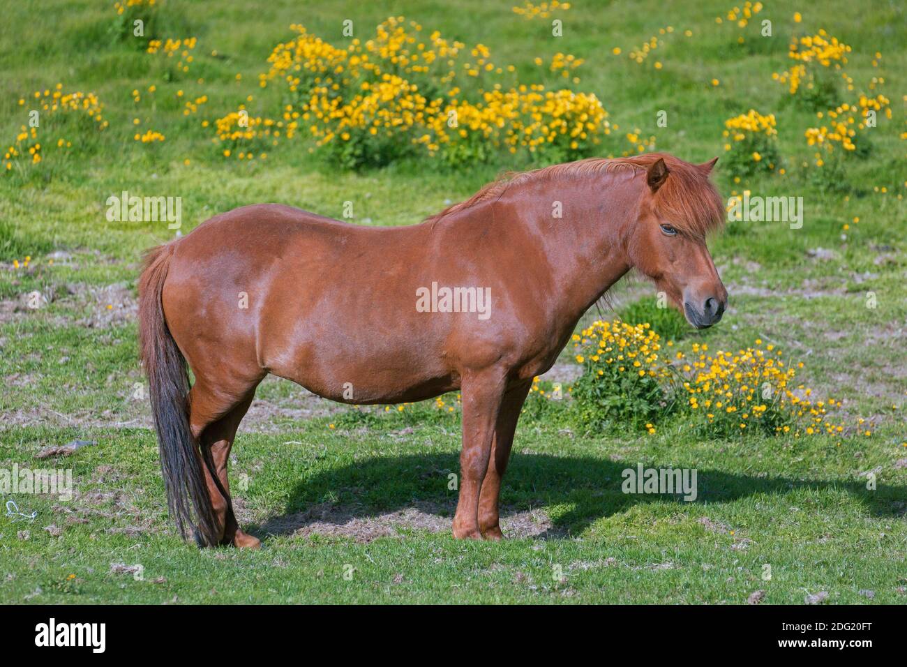 Cheval islandais brun (Equus ferus caballus / Equus Scandinavicus) dans un pré en été, Islande Banque D'Images