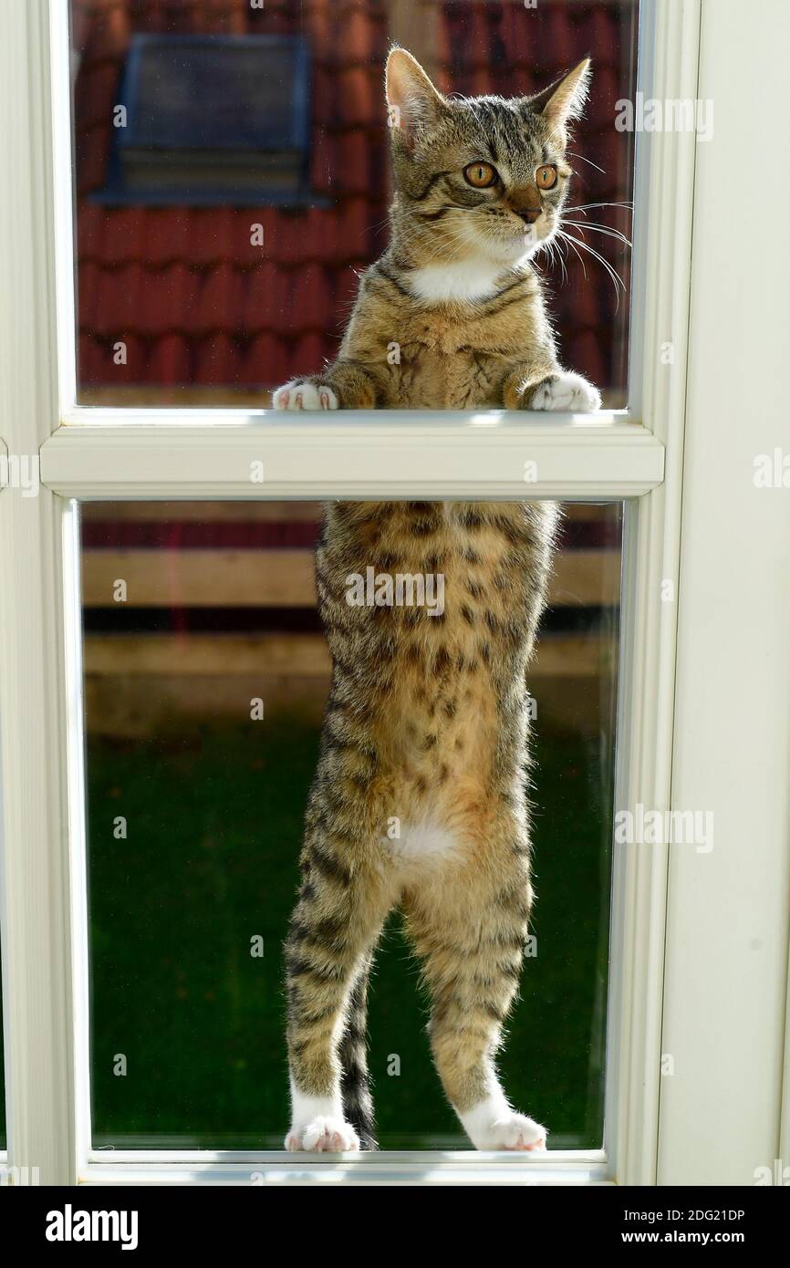 chat tabby domestique derrière la porte en verre tryes aller à la maison Banque D'Images