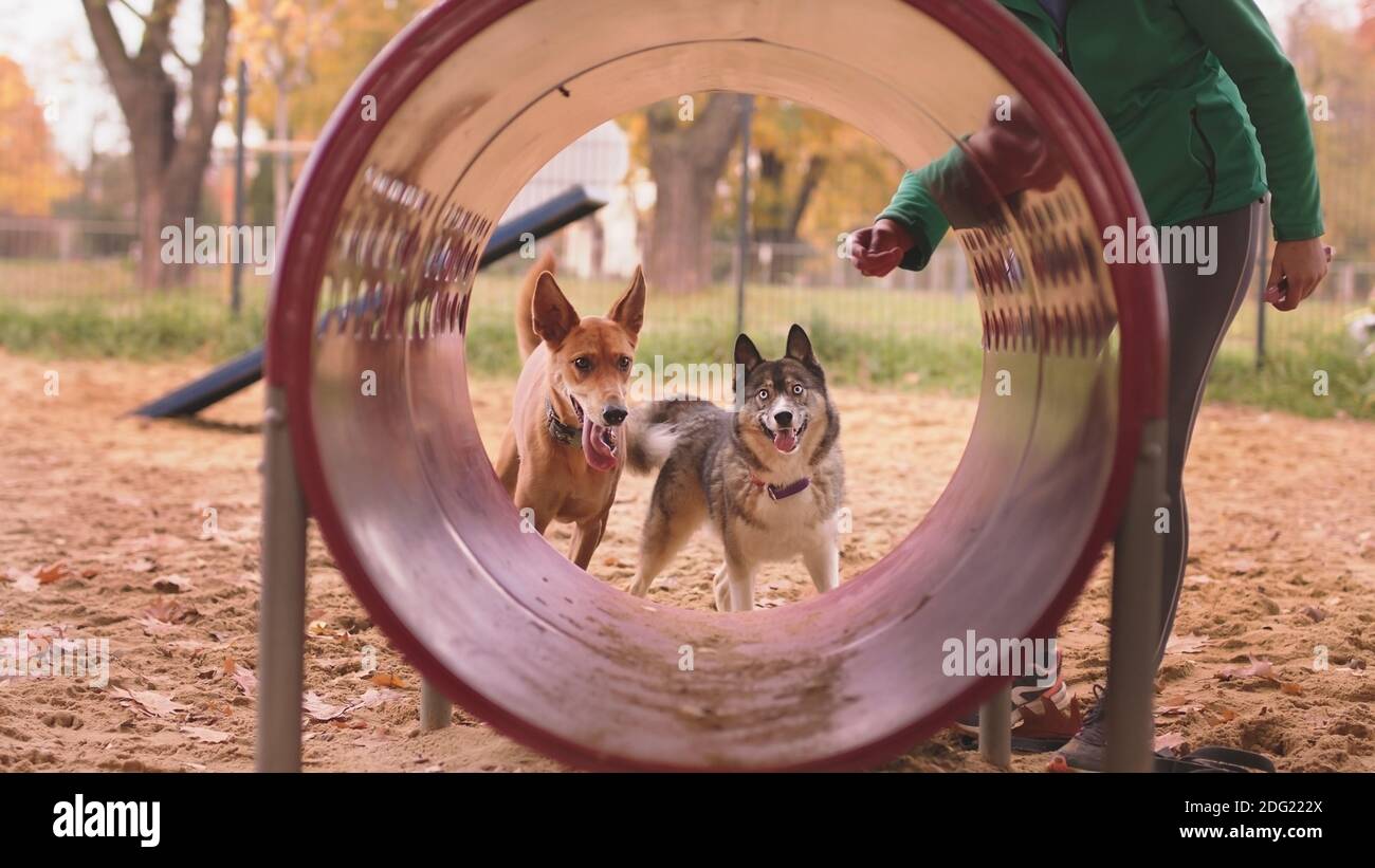 Deux chiens et une femme entraîneur de chien devant le tunel d'agilité. Photo de haute qualité Banque D'Images