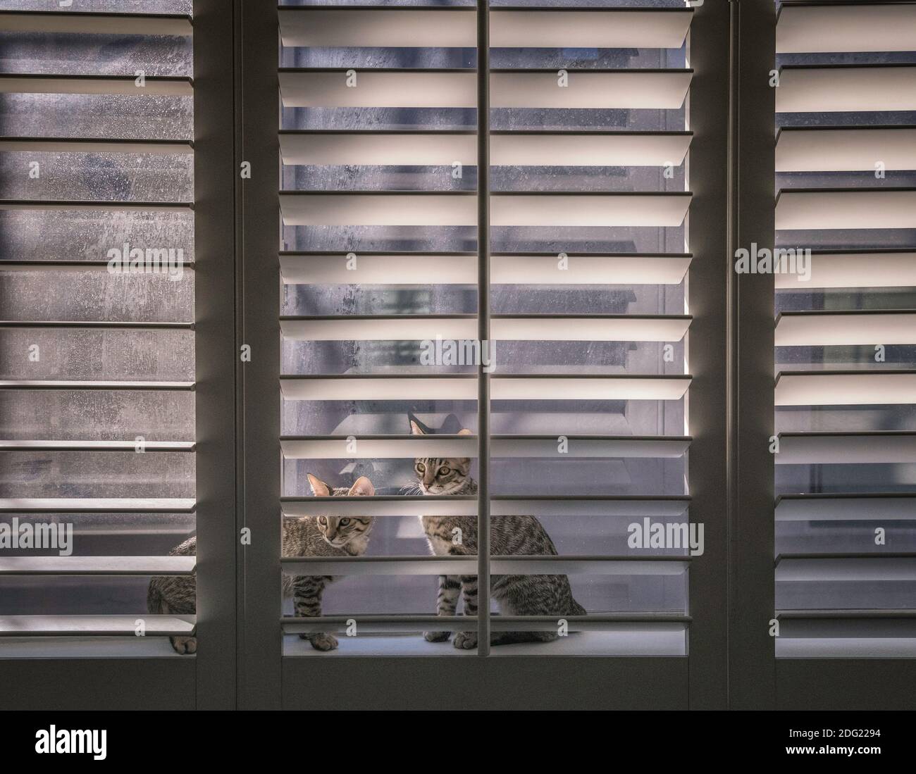 Deux chatons de Tabby sont assis derrière les volets de la plantation, Los Angeles, CA. Banque D'Images