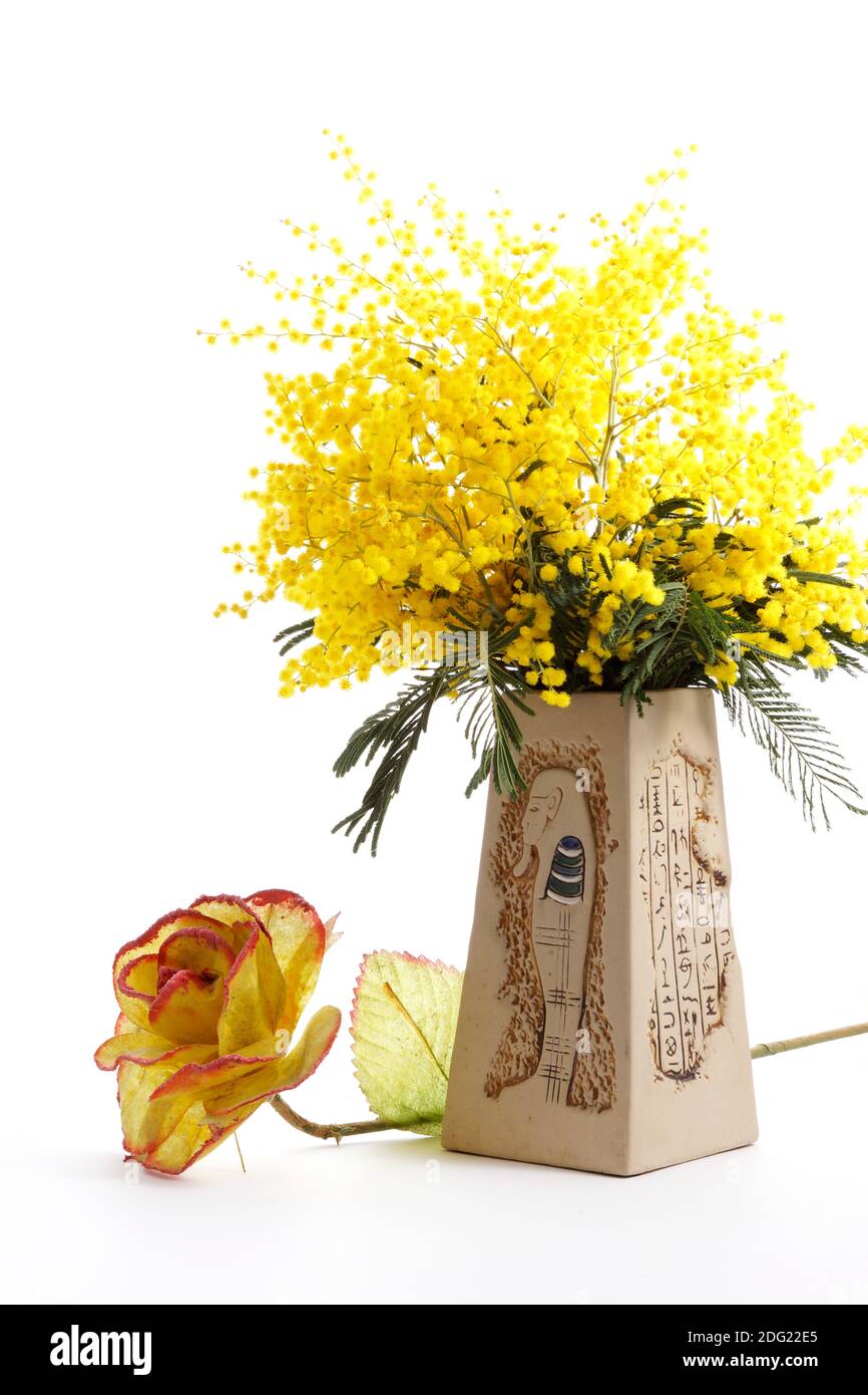 Mimosa flower vase Banque de photographies et d'images à haute résolution -  Alamy