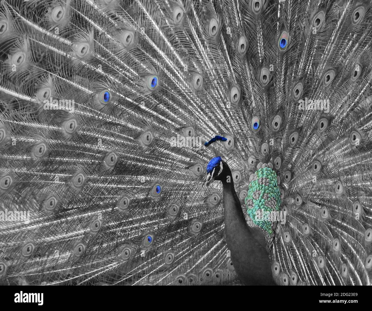 Paon partiellement coloré Banque D'Images