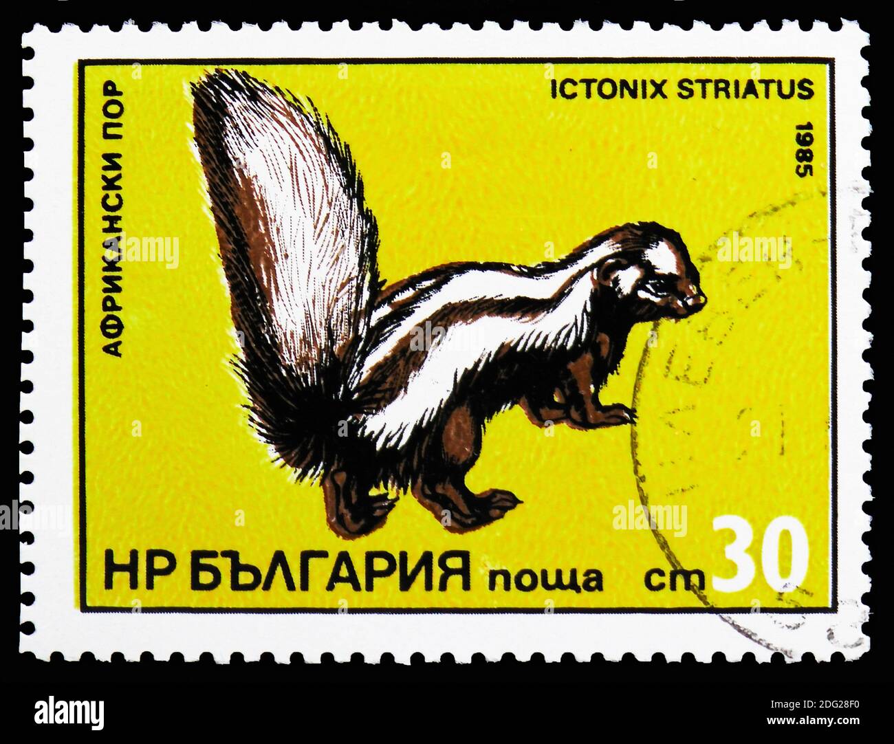 MOSCOU, RUSSIE - 21 OCTOBRE 2018 : un timbre imprimé en Bulgarie montre Zorilla ou Polecat à rayures (Ictonyx striatus), une série de prédateurs exotiques, vers 1985 Banque D'Images