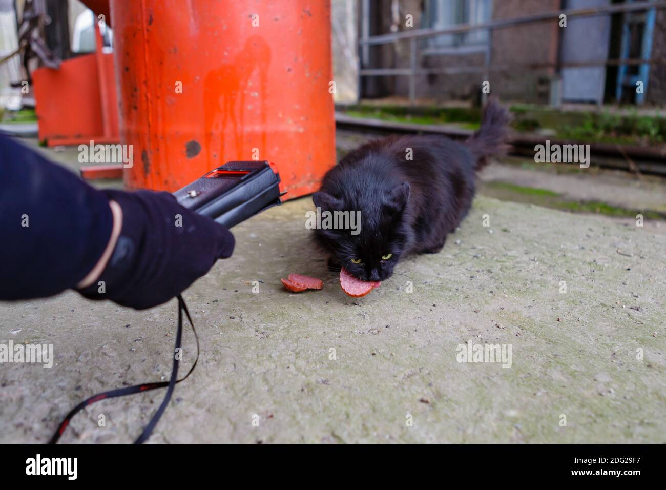 Un chat affamé sur le territoire de l'ancien véhicule flotte de la ville abandonnée de pripyat Banque D'Images
