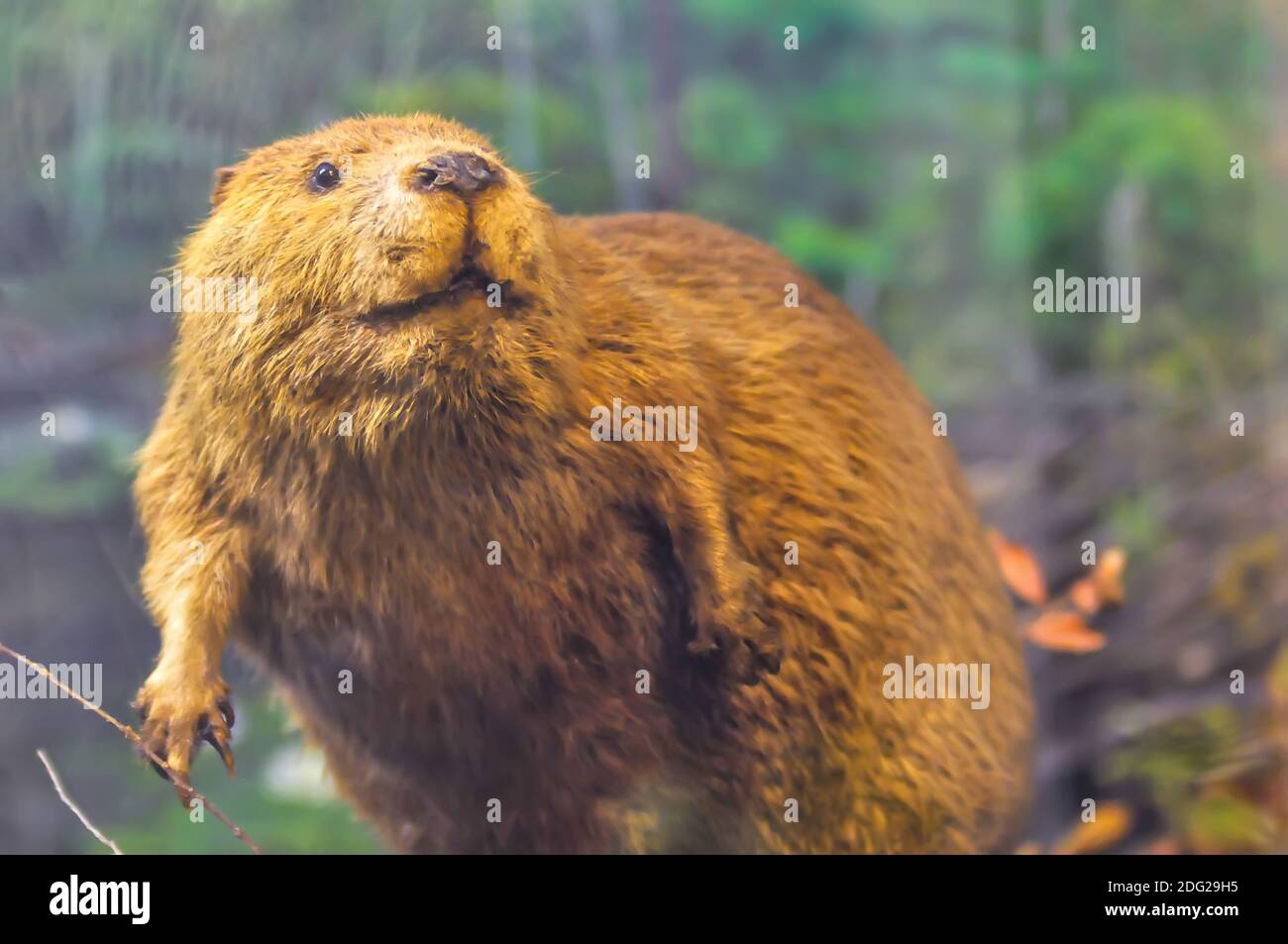 Beaver assis sur le barrage Banque D'Images