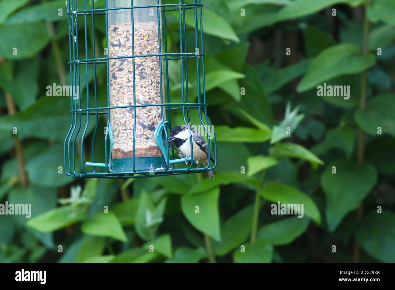 Titmouse de charbon oiseau dans un mangeoire de jardin dans la carrière de Stainton Réserve naturelle Middlesbrough North Yorkshire Banque D'Images