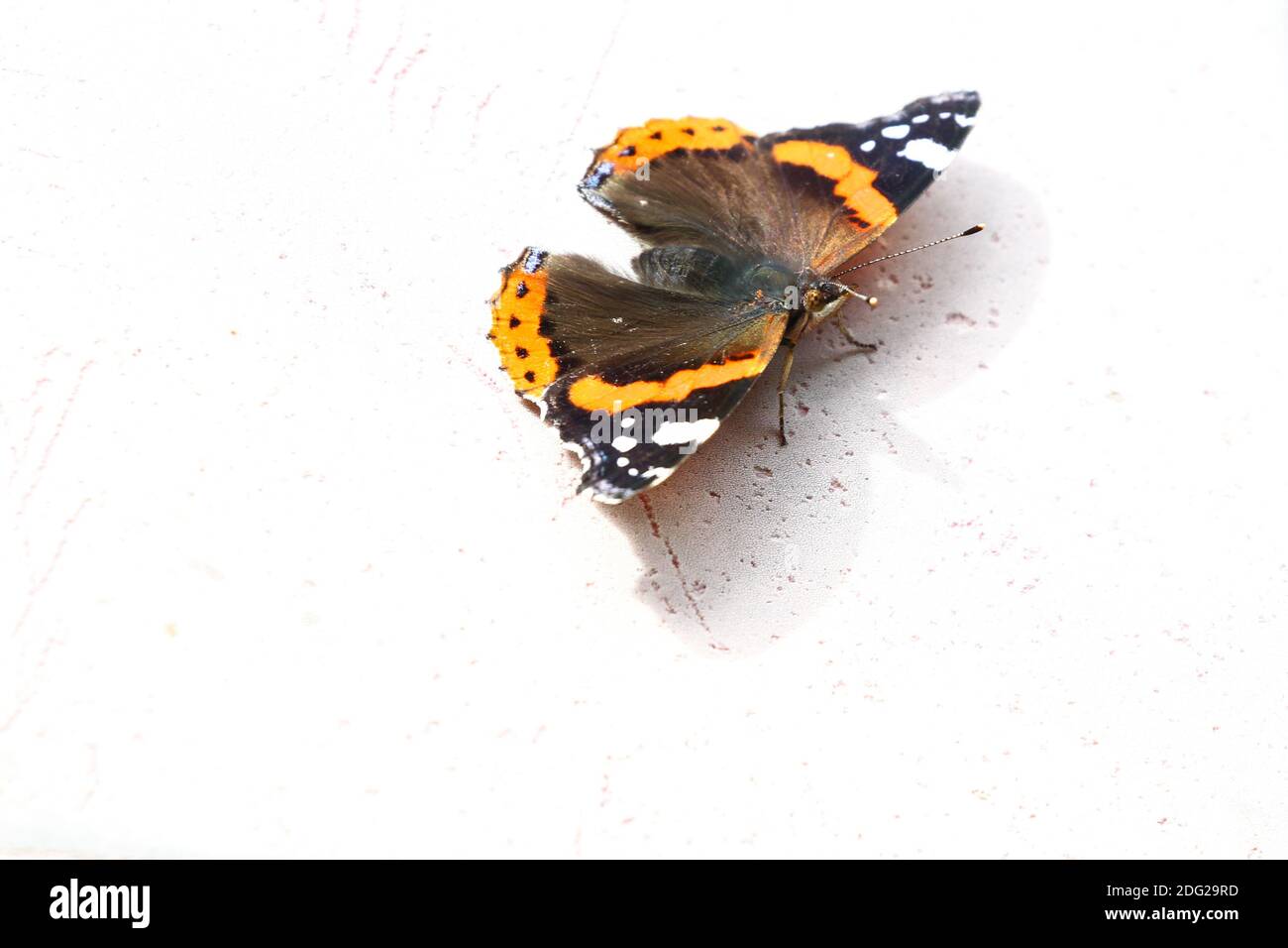 Le papillon de l'amiral rouge au repos sur fond blanc Banque D'Images