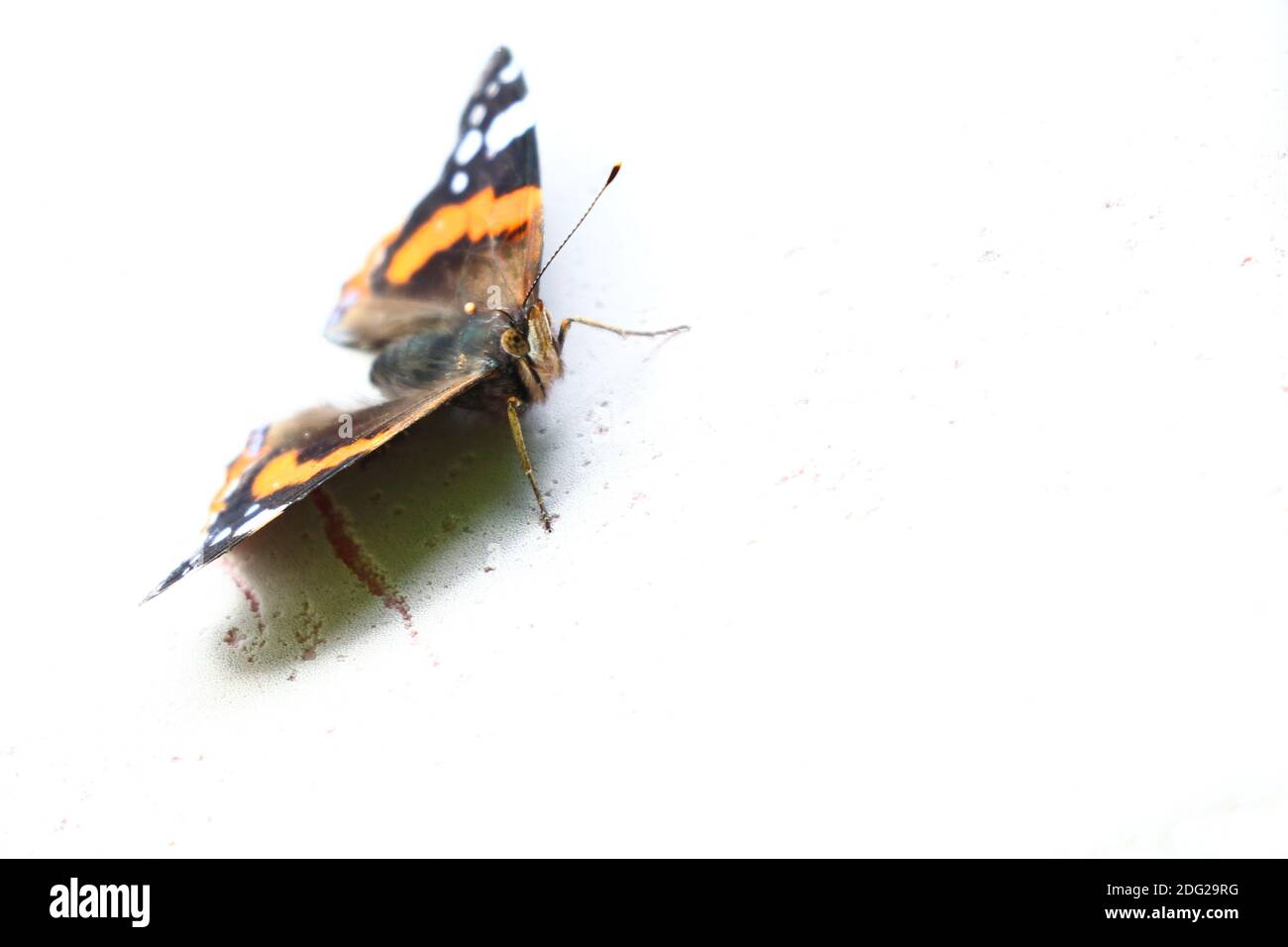 Gros plan du papillon de l'amiral rouge Banque D'Images