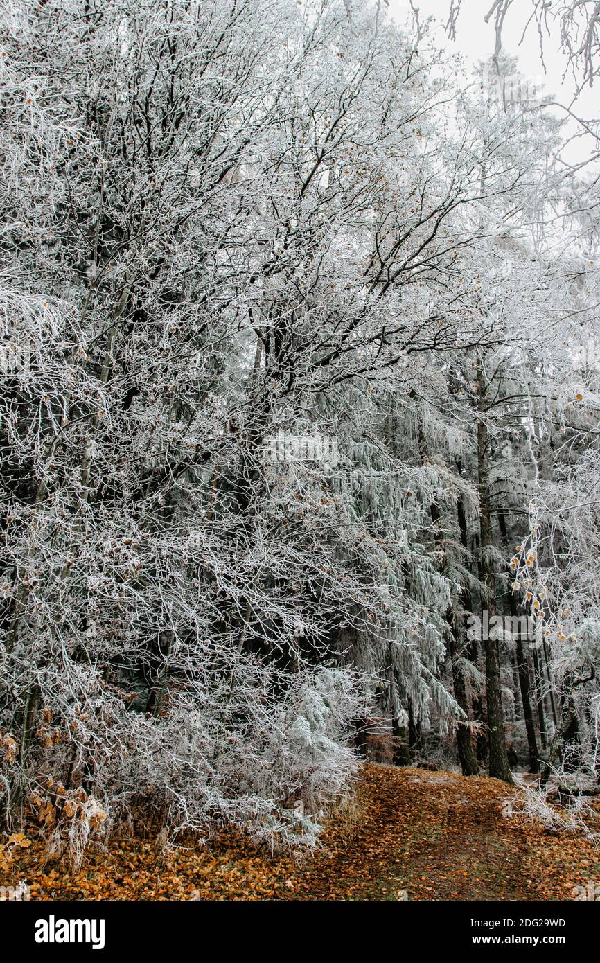 Première neige fraîche en décembre. Magnifiques arbres enneigés. Froid jour d'hiver dans la campagne. Chemin forestier avec arbres gelés. Noël paysage de vacances.blanc Banque D'Images