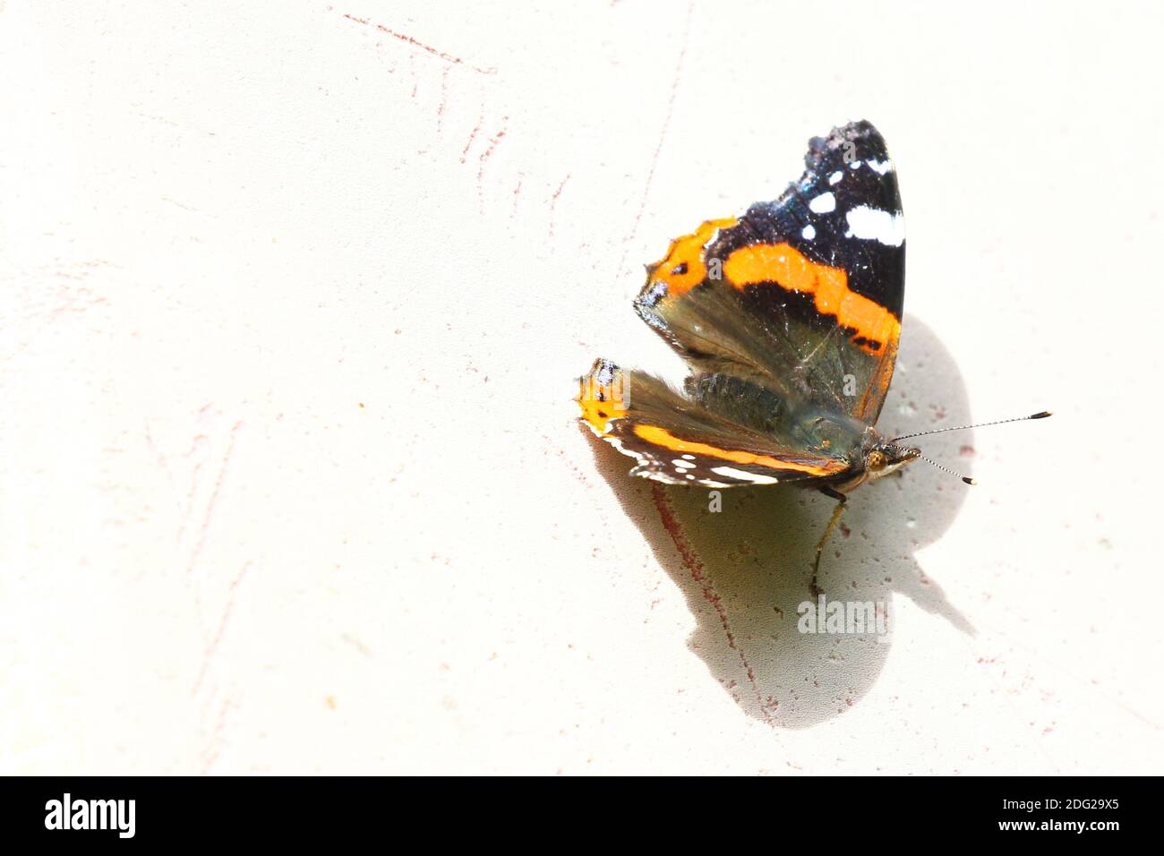 Red Admiral Butterfly vu d'en haut Banque D'Images