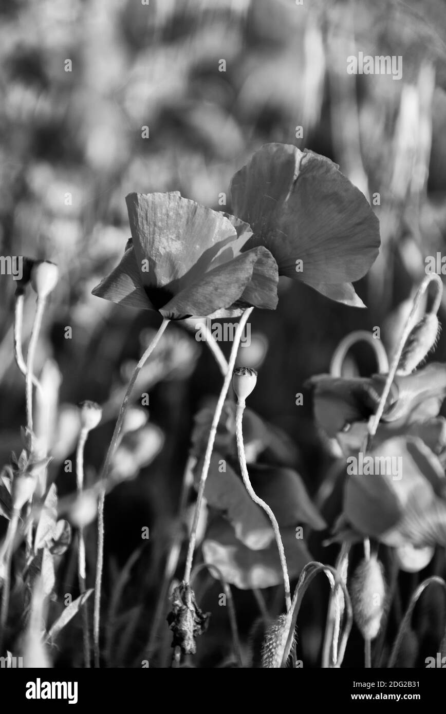 Poppies Meadow, Toscane Banque D'Images