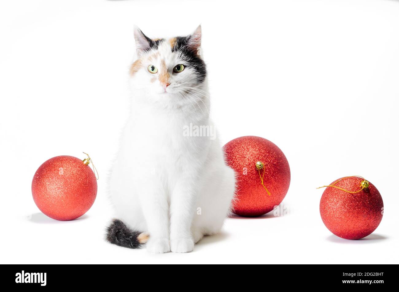chat tricolore moelleux pour adulte avec de grosses boules de noël rouges Banque D'Images
