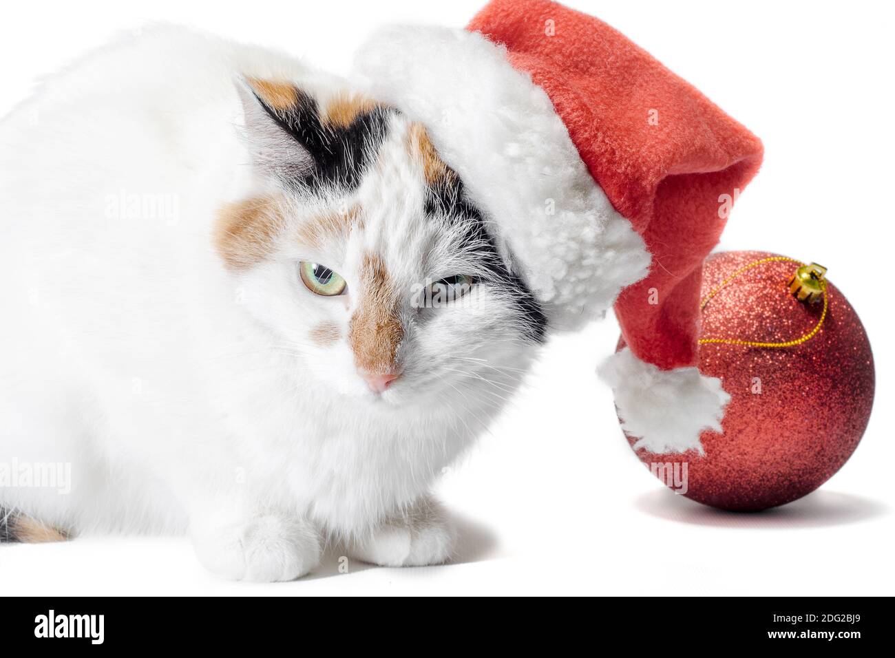 boule de noël rouge et chat à pois en colère adulte à santa chapeau sur fond blanc Banque D'Images
