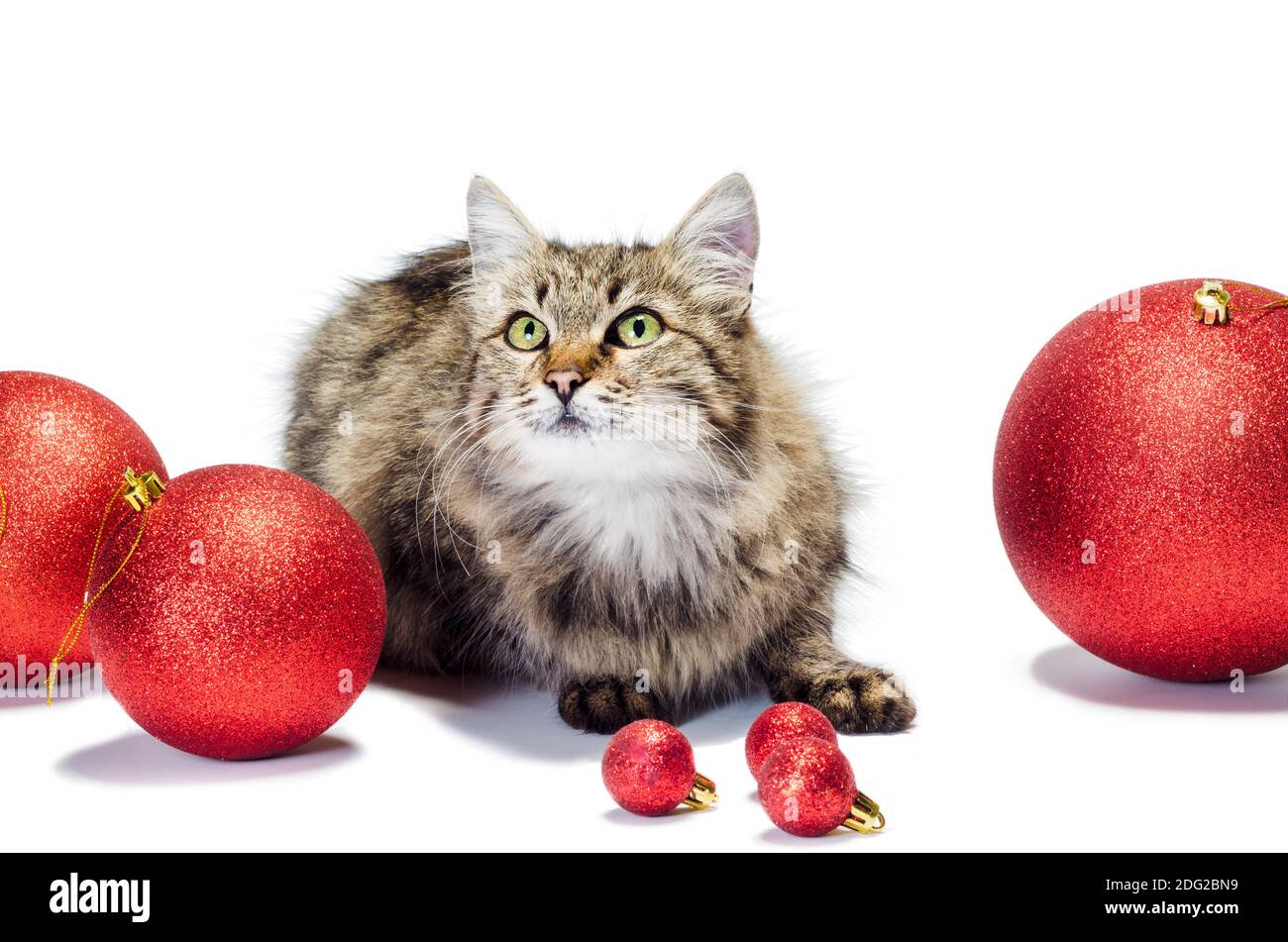 chat moelleux pour adulte avec de grosses boules de noël rouges Banque D'Images