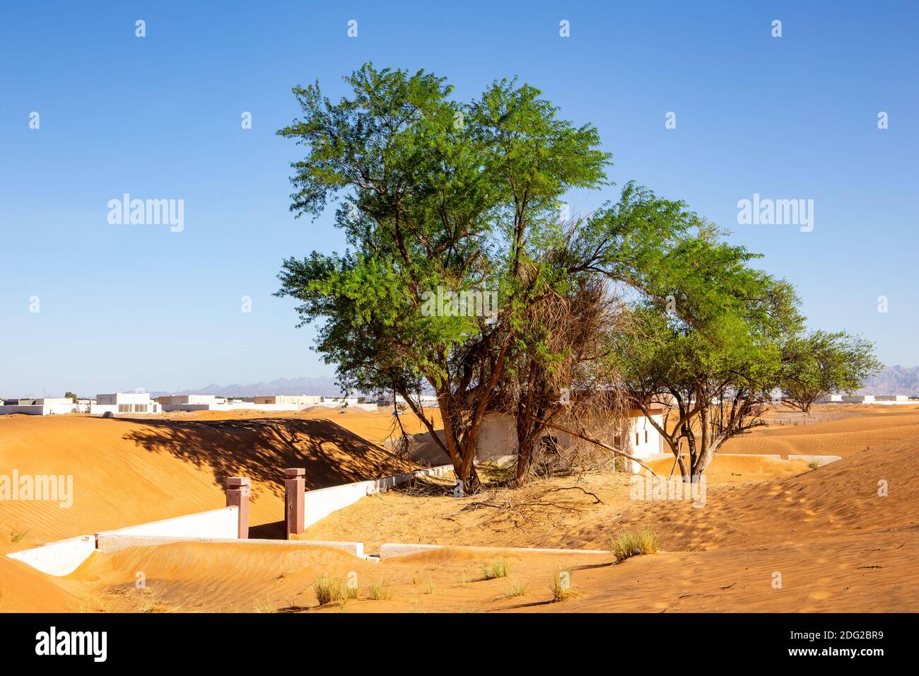 Des arbres ghaf sauvages et enterrés dans des bâtiments de sable sur un désert sablonneux dans le village fantôme d'Al-Madame enterré dans les Émirats arabes Unis. Banque D'Images