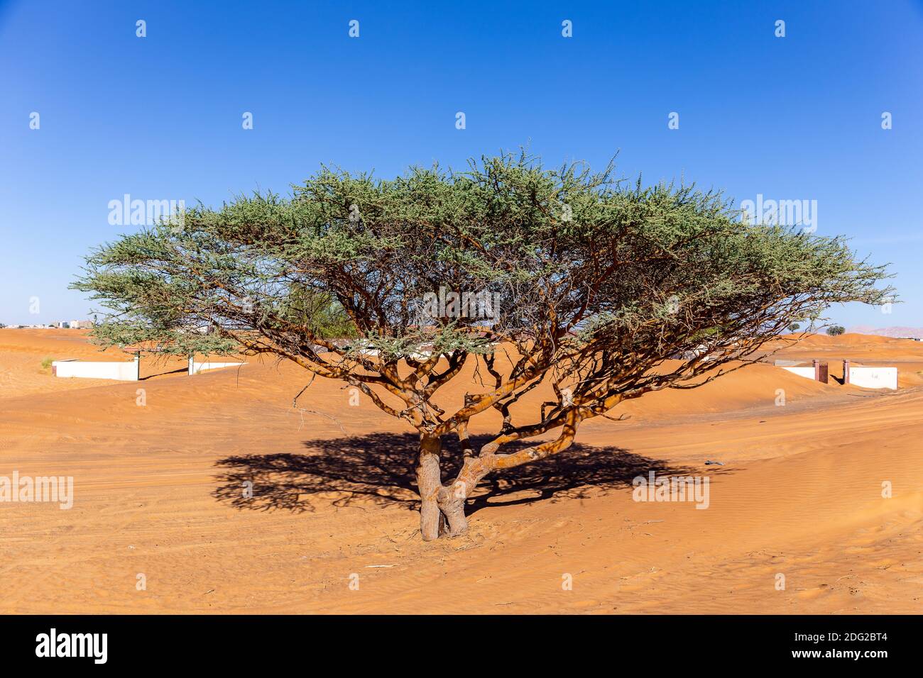 Un seul acacia sur un désert sablonneux dans le village fantôme d'Al Madame enterré dans les Émirats arabes Unis. Banque D'Images