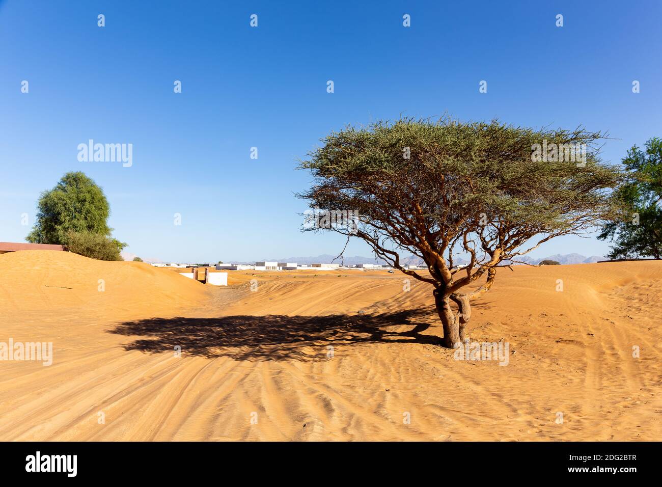 Acacia et ghaf sauvages sur un désert sablonneux dans le village fantôme enterré d'Al Madame aux Émirats arabes Unis, traces de pneus sur le sable. Banque D'Images