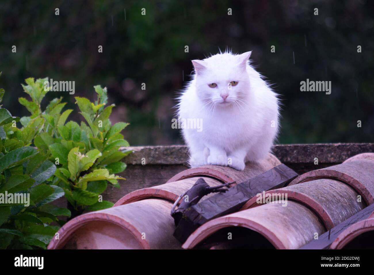 Chat blanc sous la pluie sur un toit casemé Banque D'Images